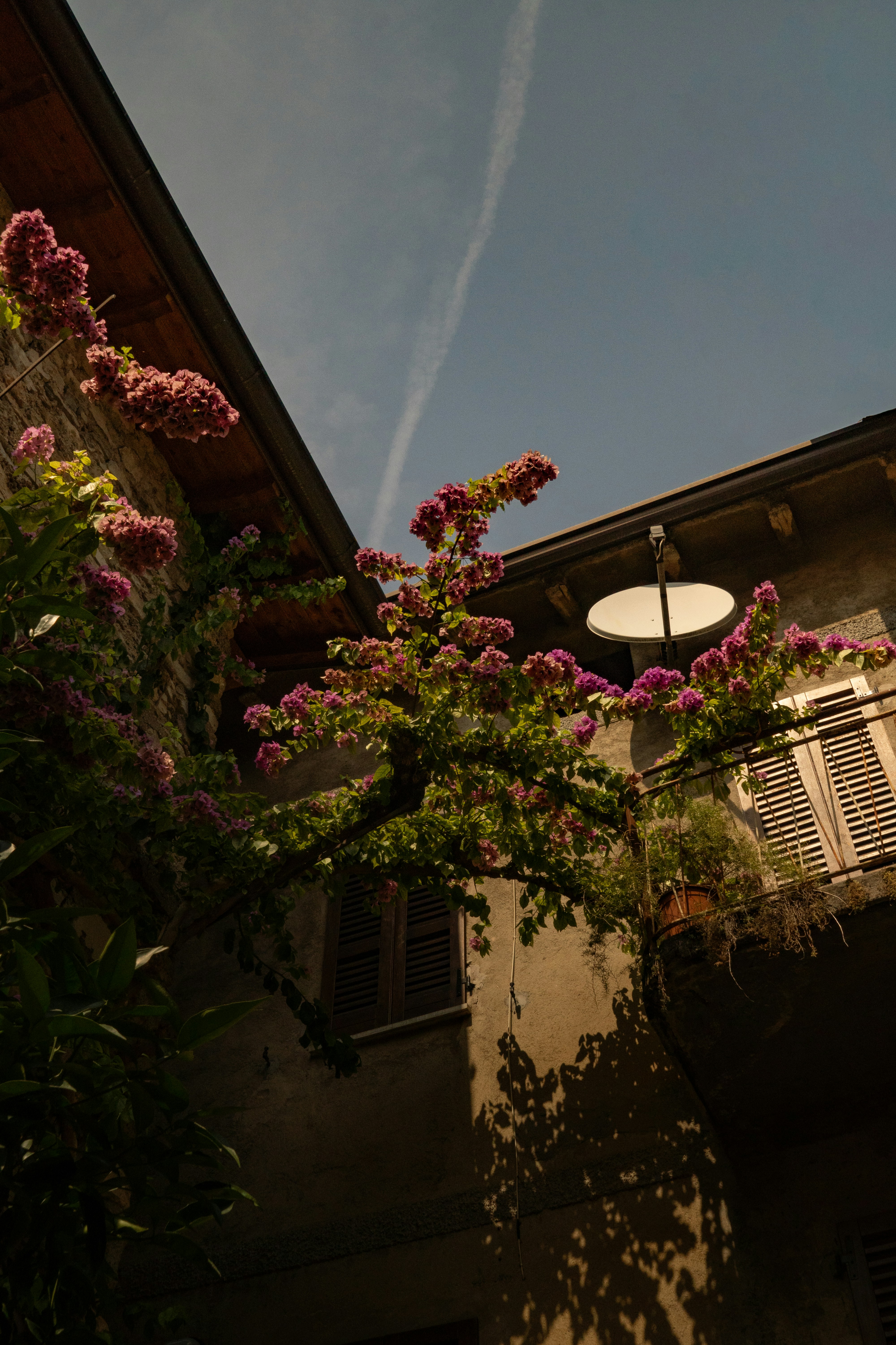 Flowering vine climbs building with satellite dish.