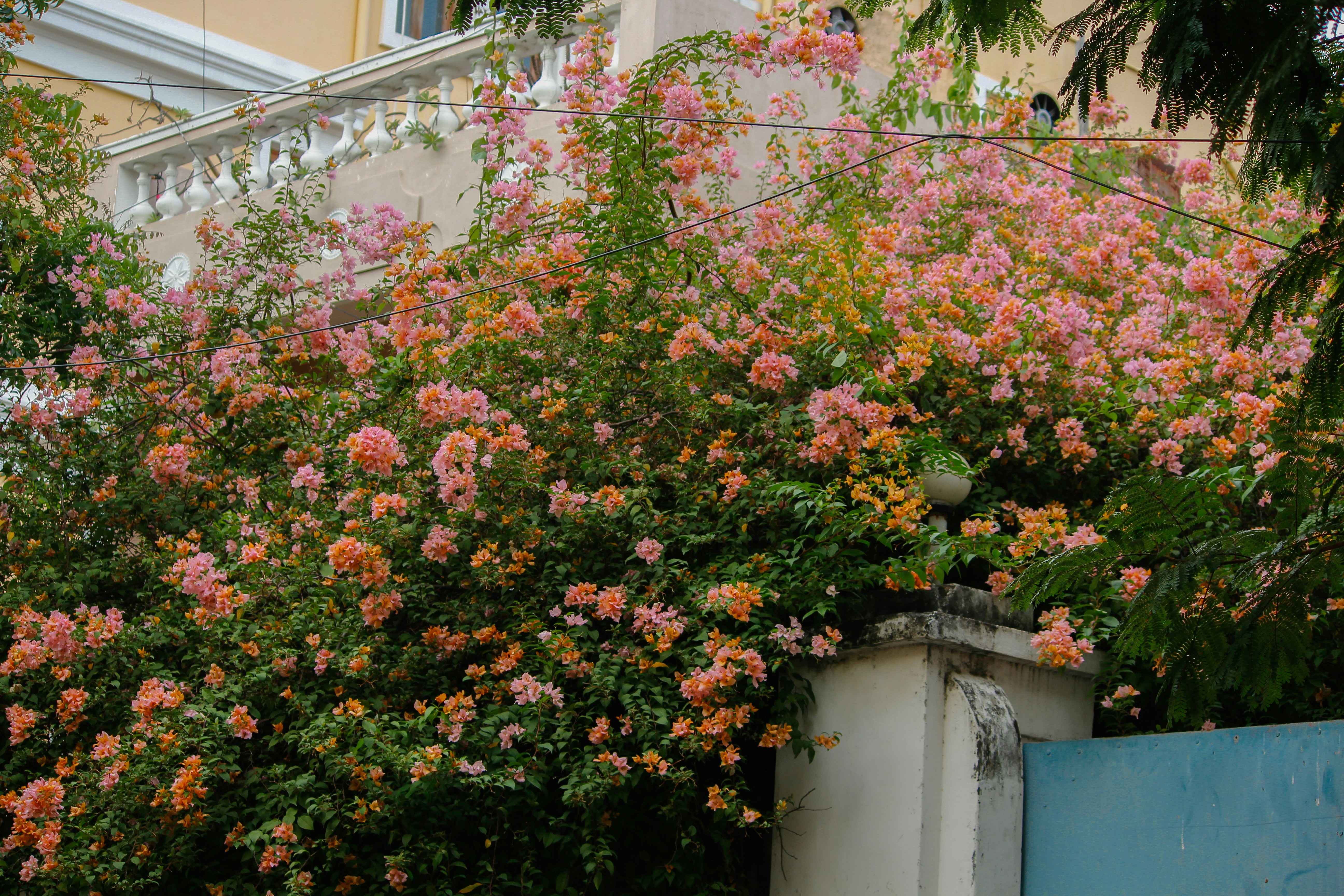 Pink bougainvillea flowers climbing a building wall.