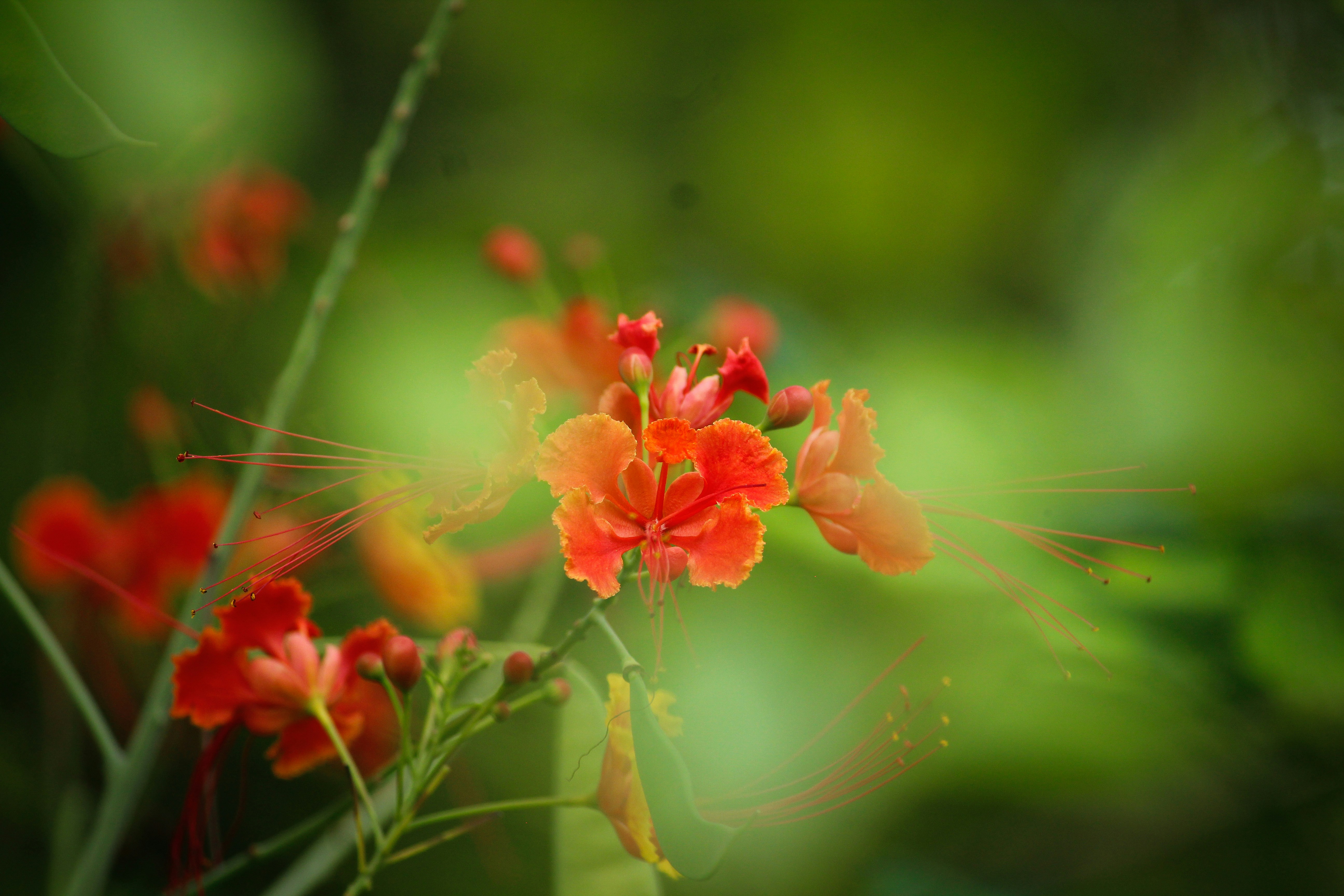 Vibrant orange flowers bloom in lush green foliage.