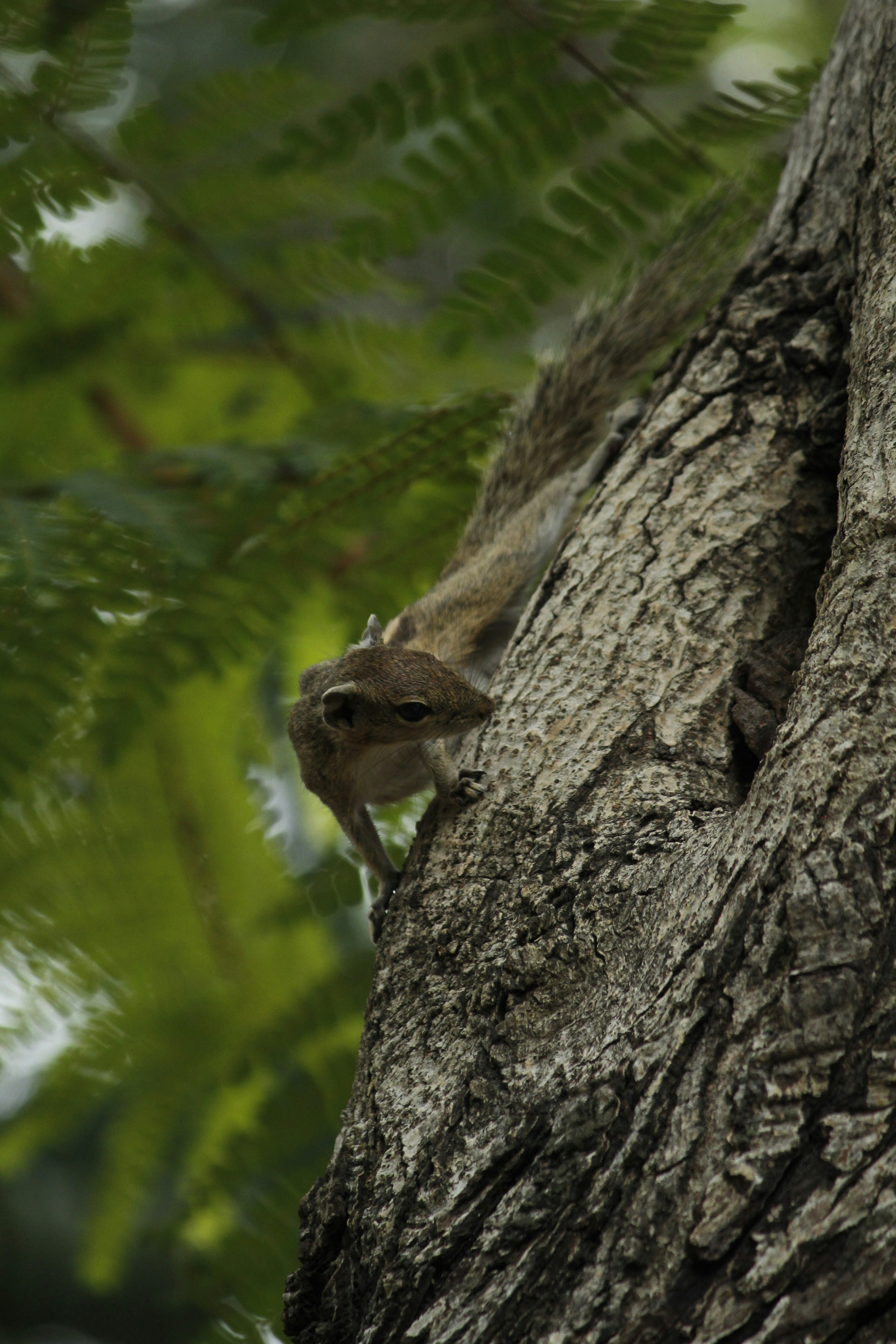 A squirrel climbs a tree trunk with green leaves.