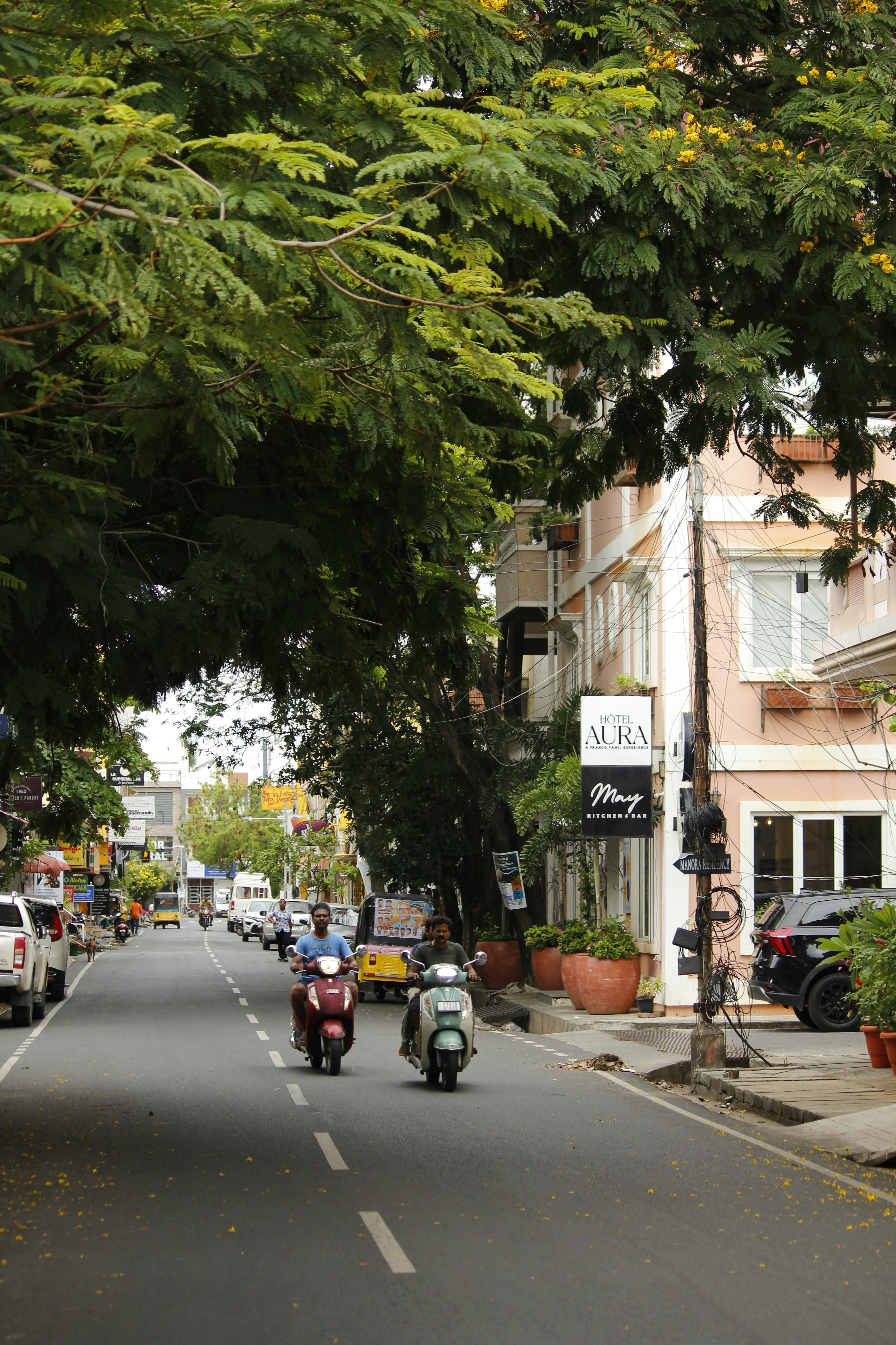 People riding scooters on a tree-lined city street.