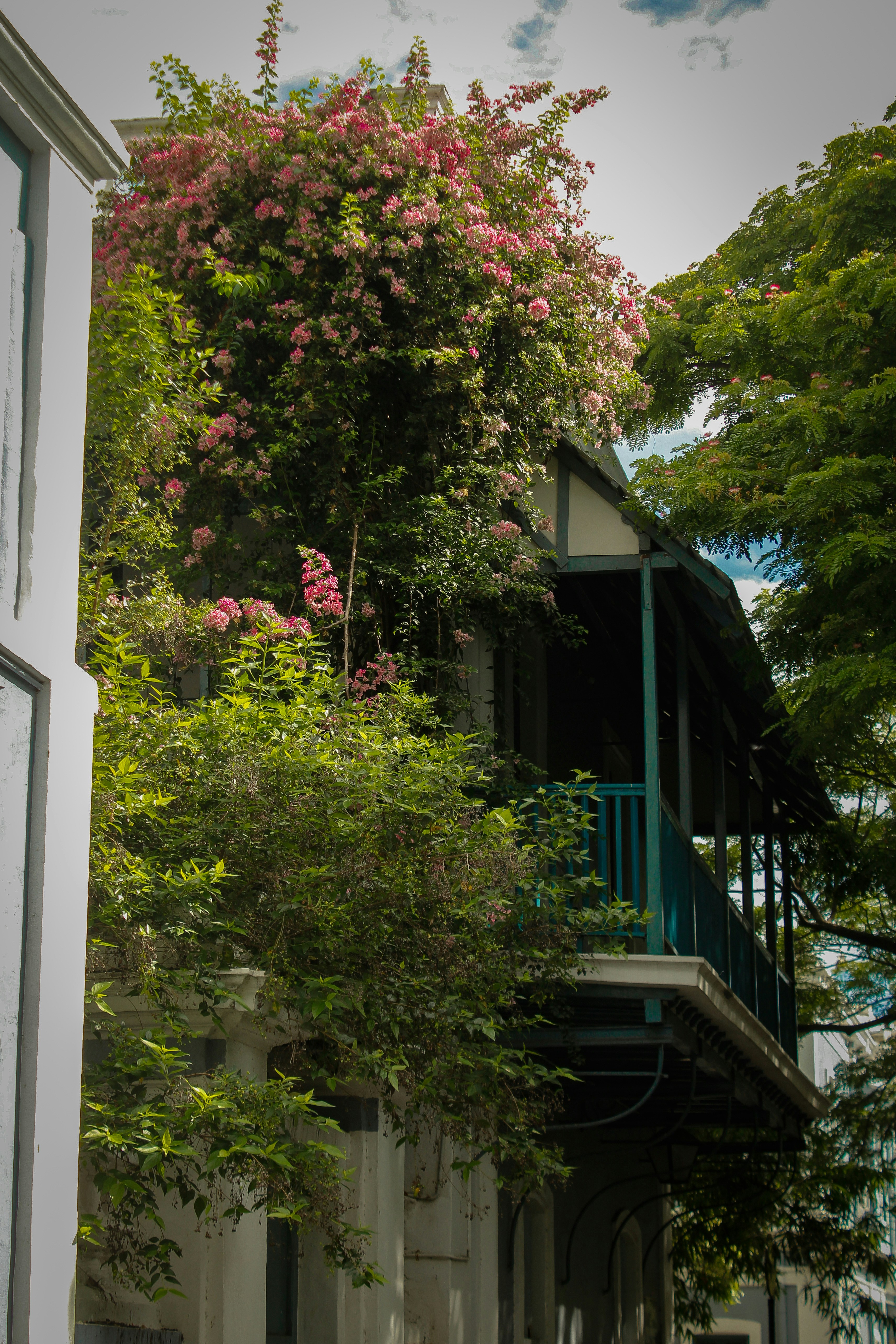 Building covered in lush green foliage and pink flowers.