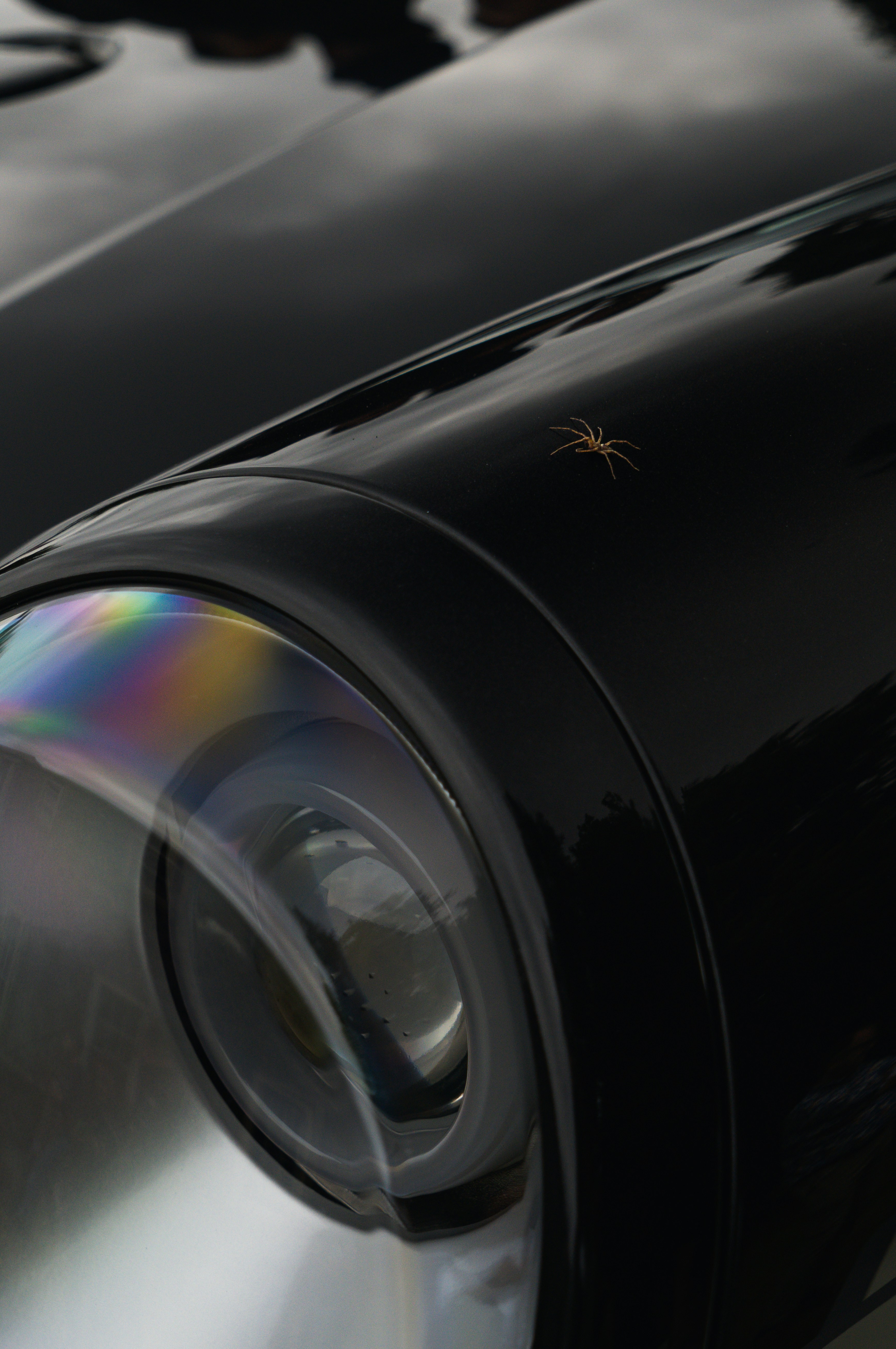 작은 거미가 반짝이는 검은색 차 위에 놓여 있습니다.