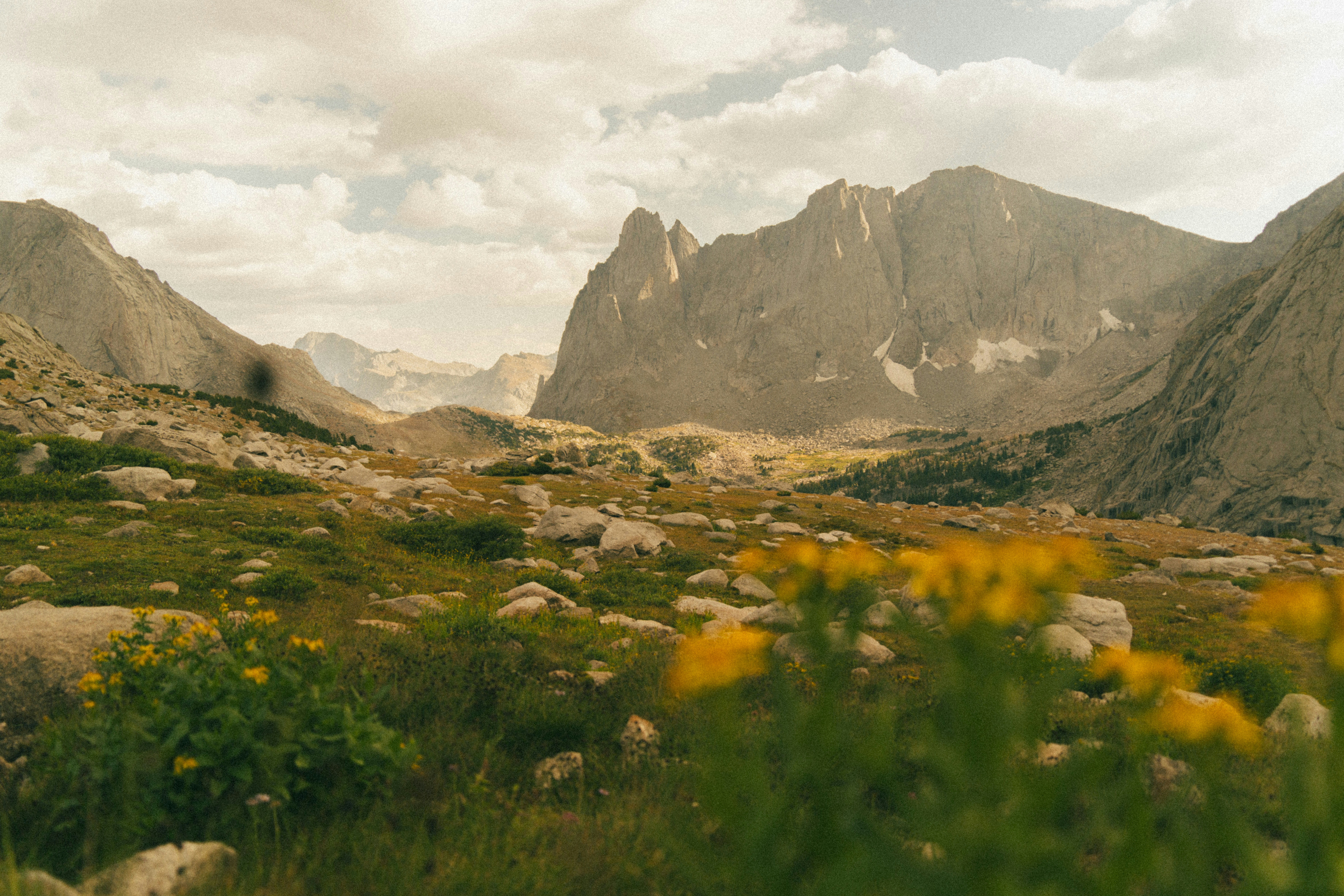 Perdiguera (Helianthemum nummularium) - PictureThis, image size:3000x2000