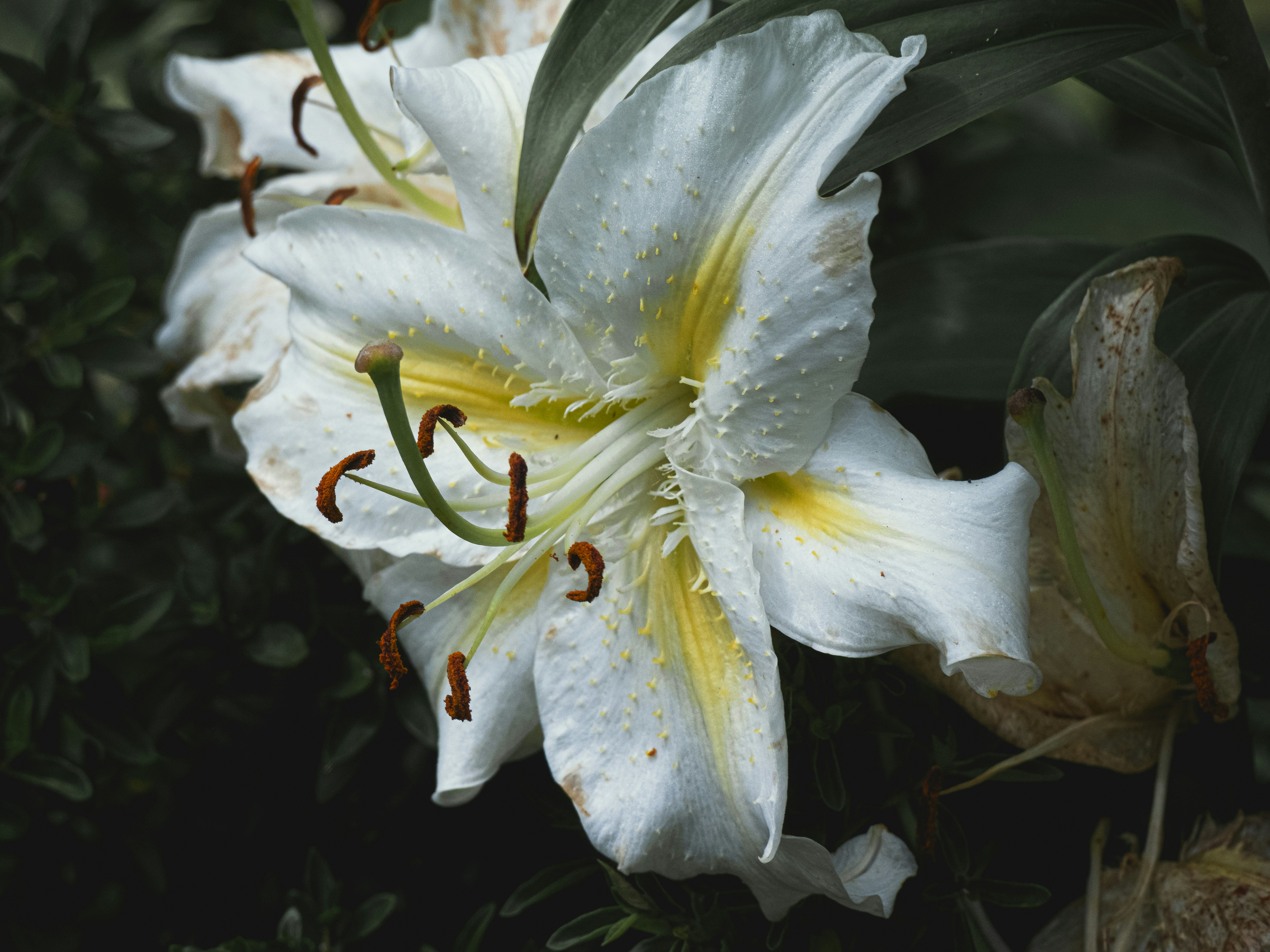 Photo by anastasiatr