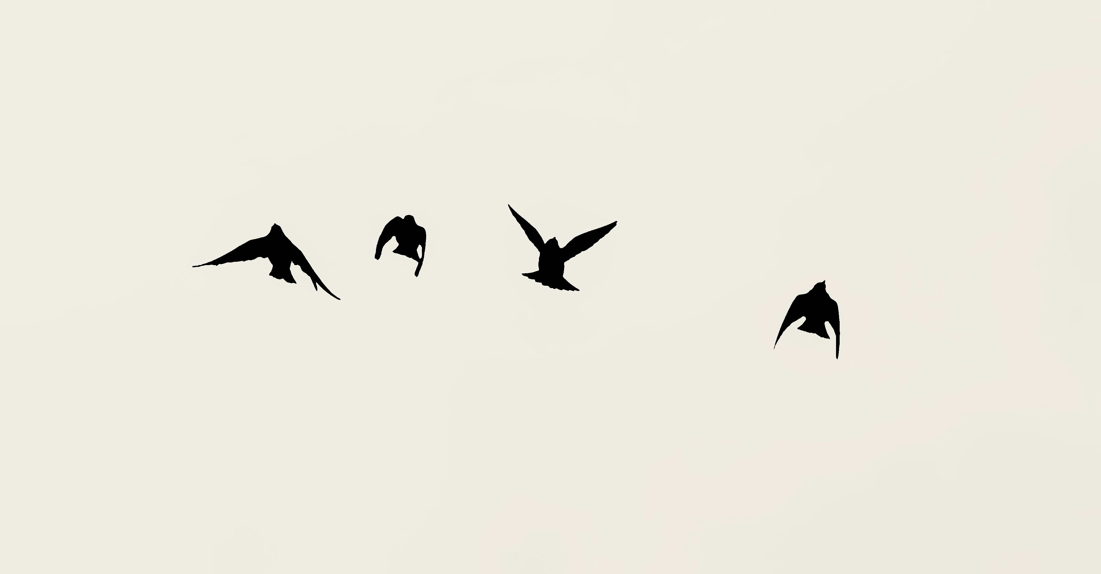 Four birds flying in a clear sky