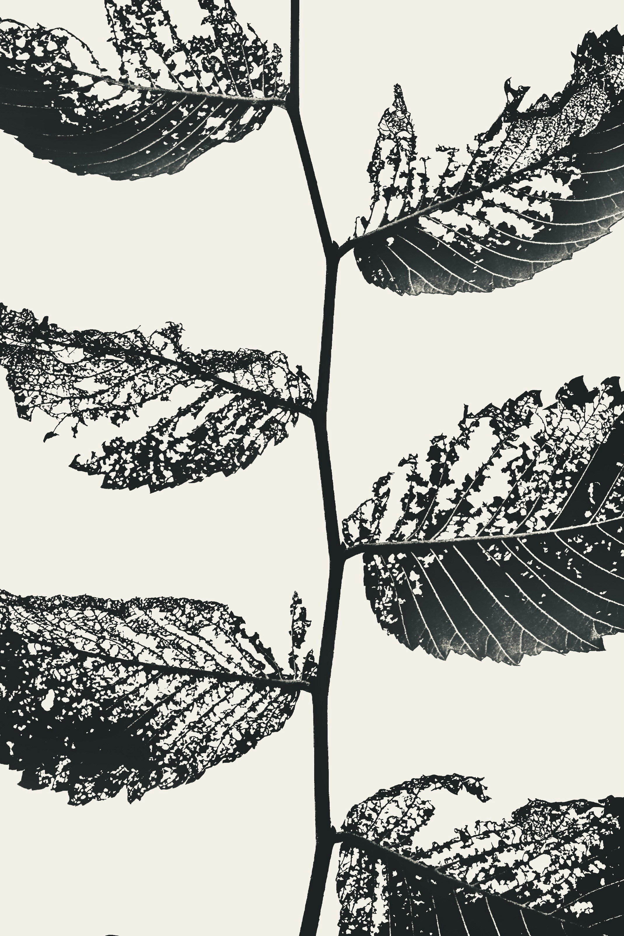 Photo by stephgibeaultart