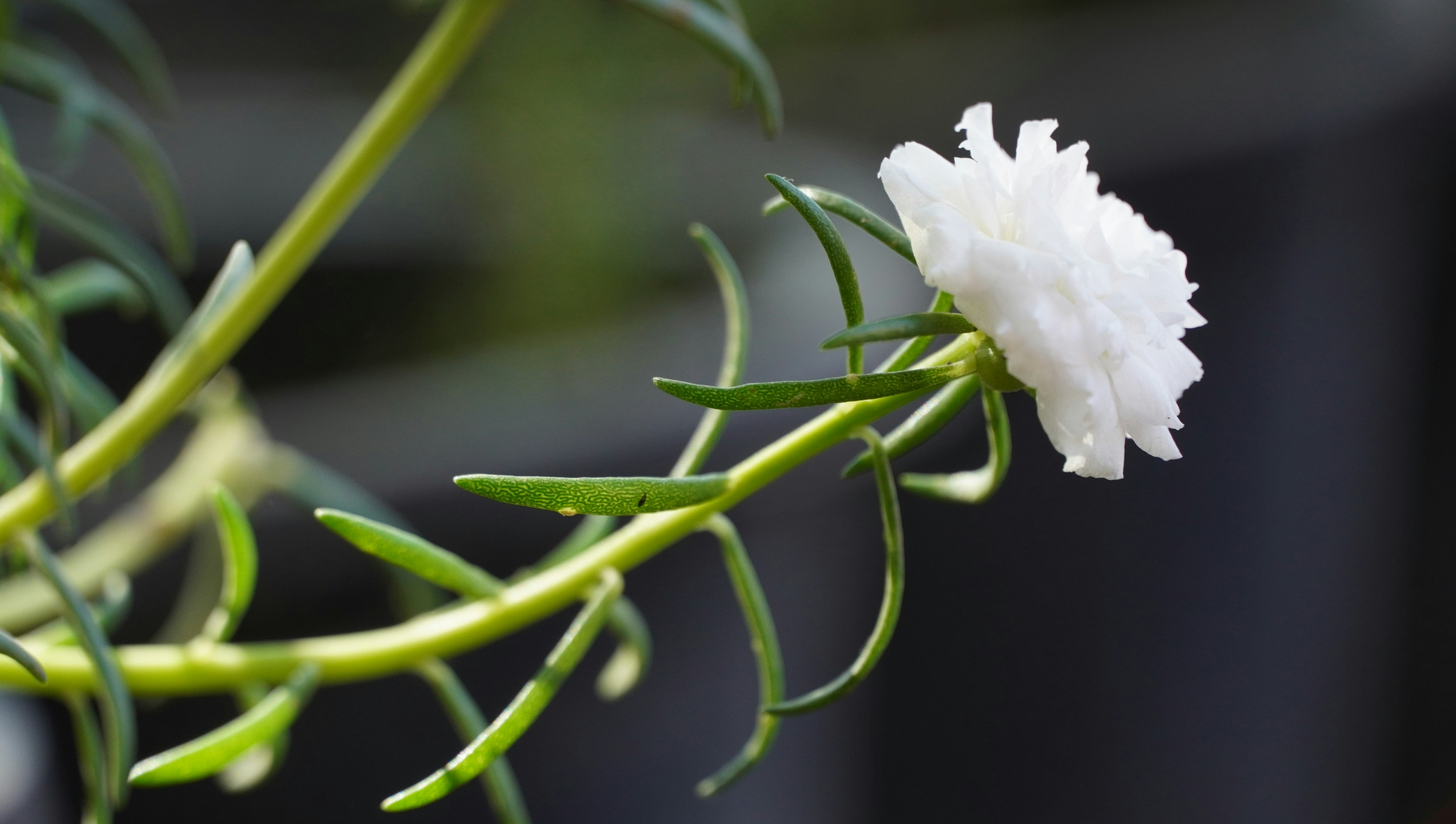 Une délicate fleur blanche s’épanouit sur une tige verte.