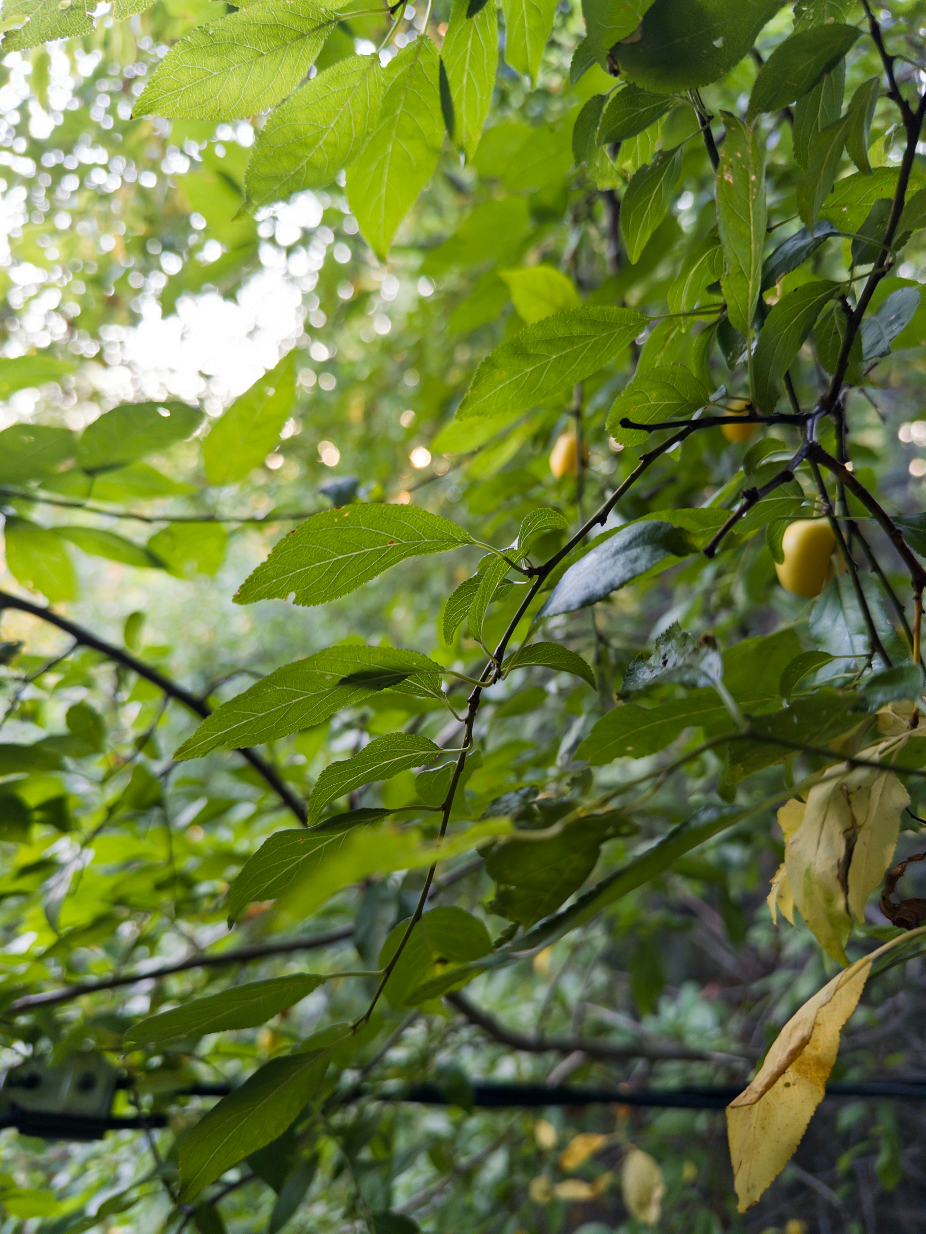 Photo by goldfinch1009