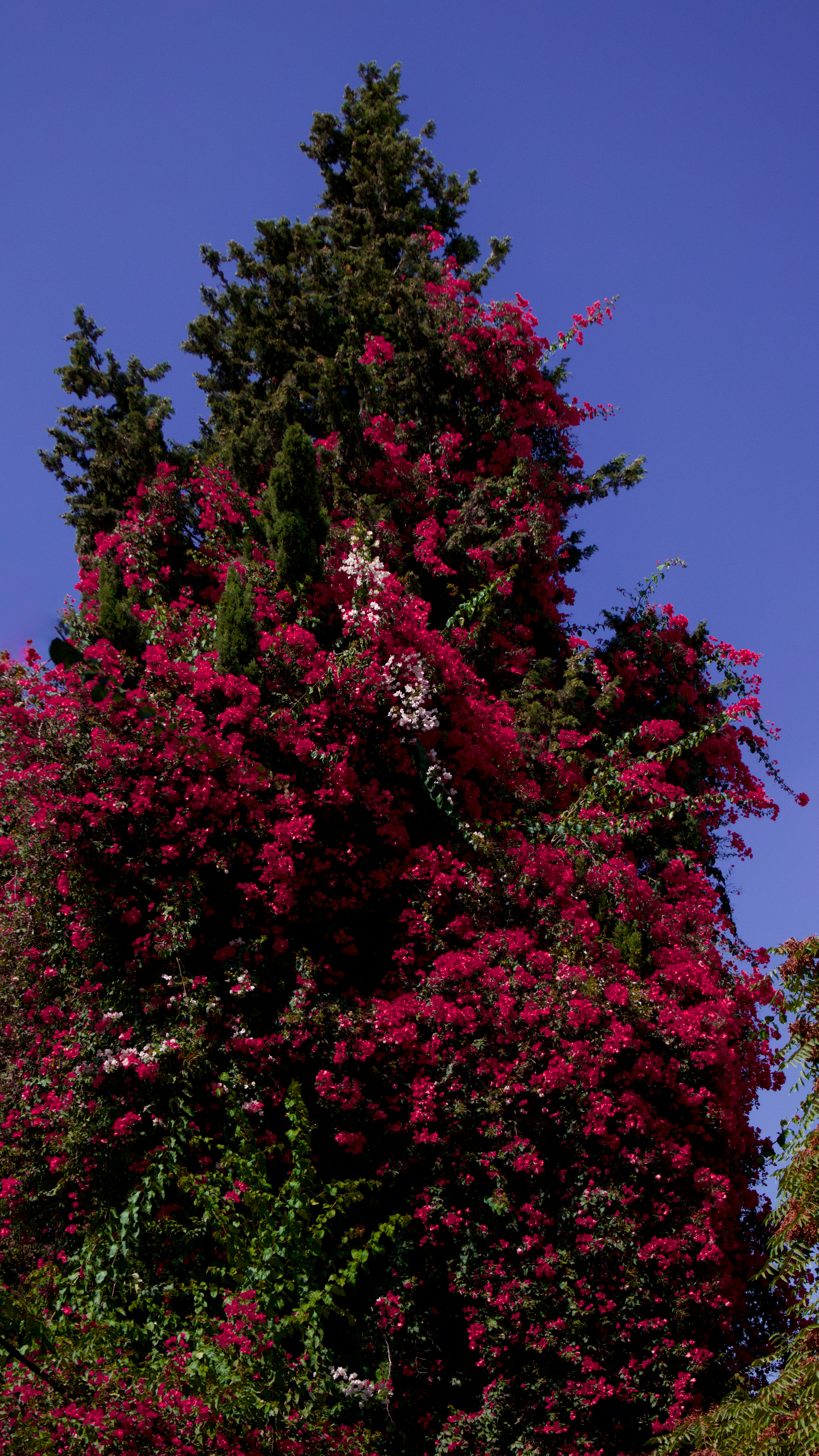 A tall evergreen tree covered in vibrant pink bougainvillea flowers.