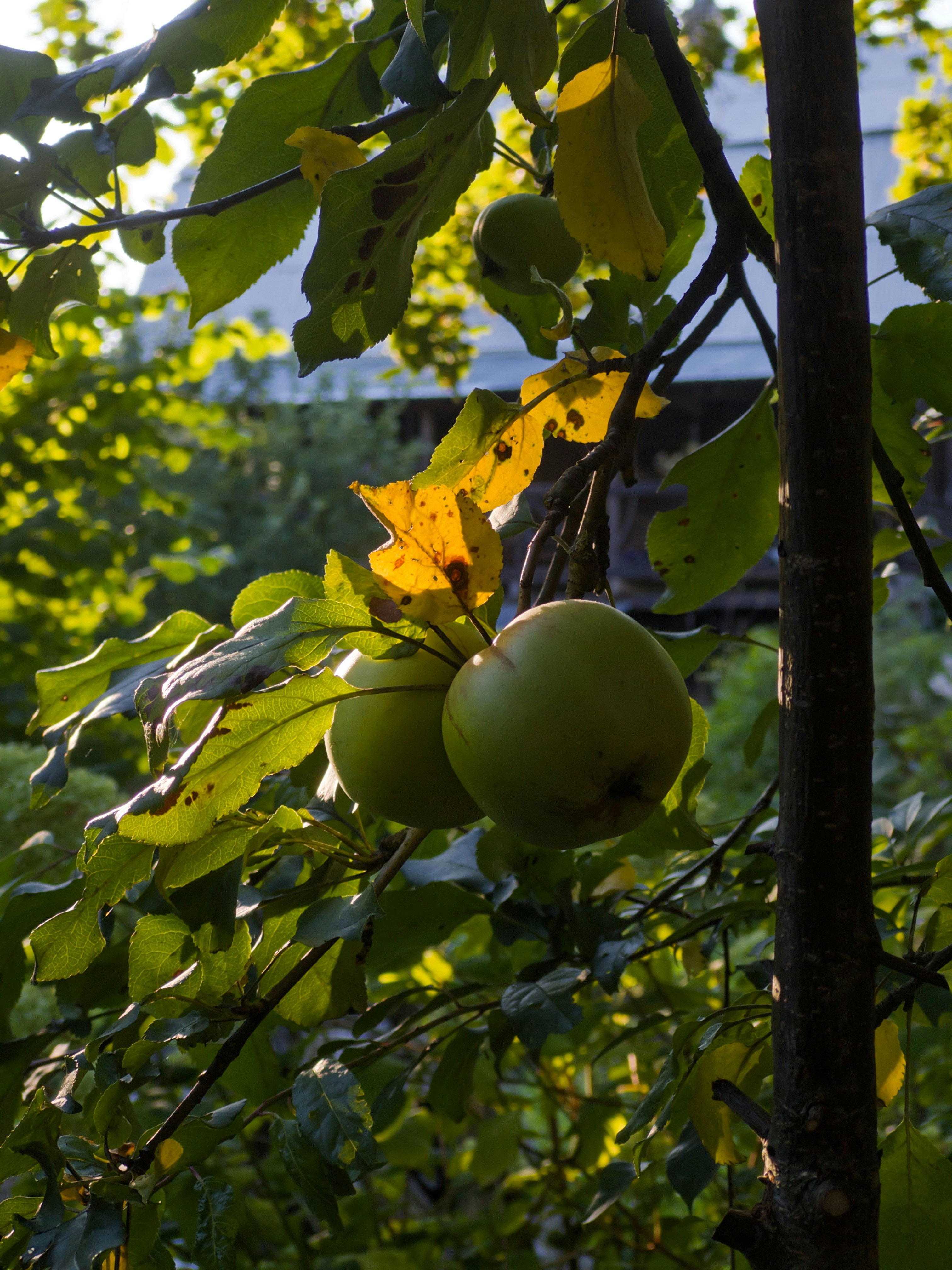 Photo by goldfinch1009