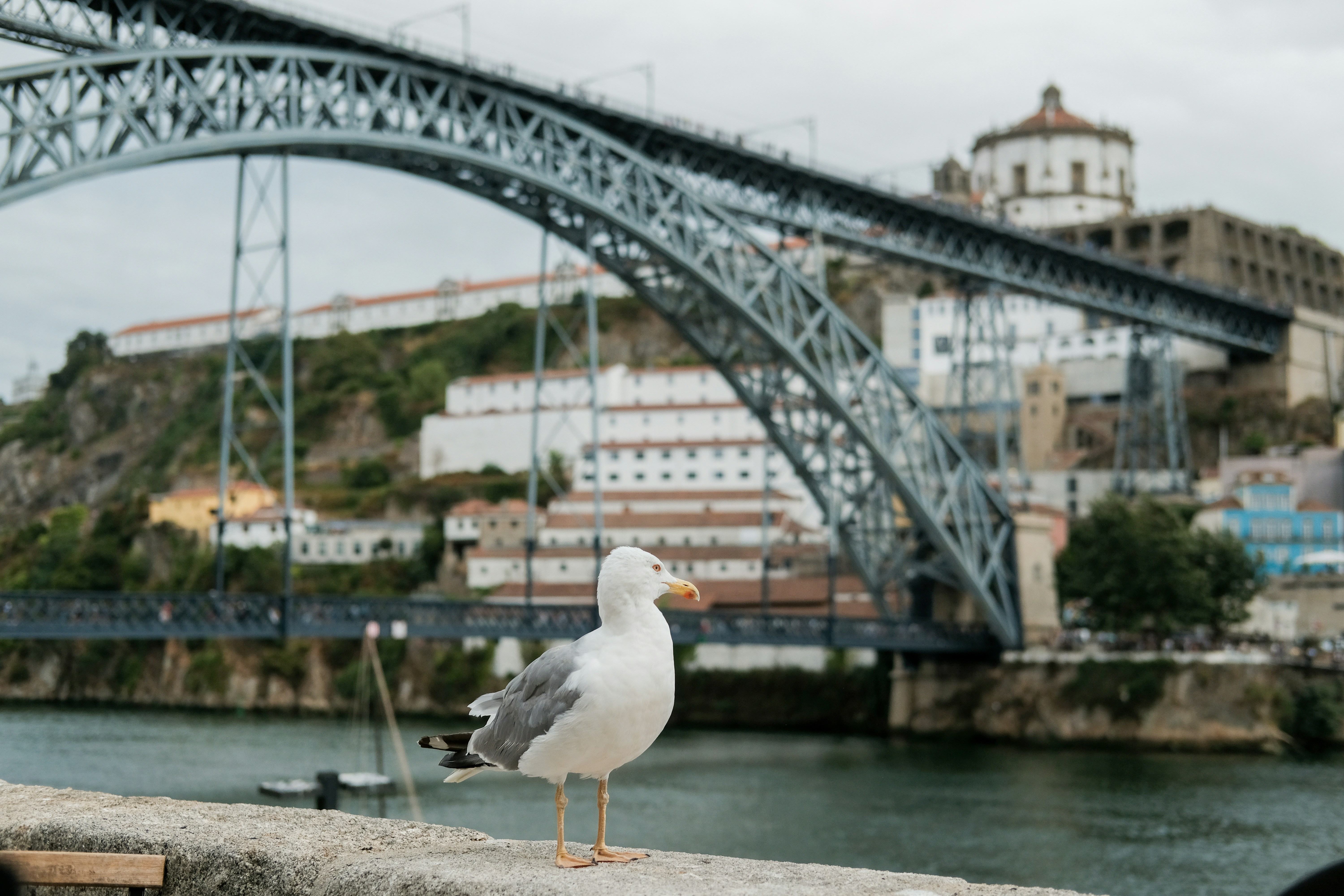 Seagull stands on a wall with a bridge behind.