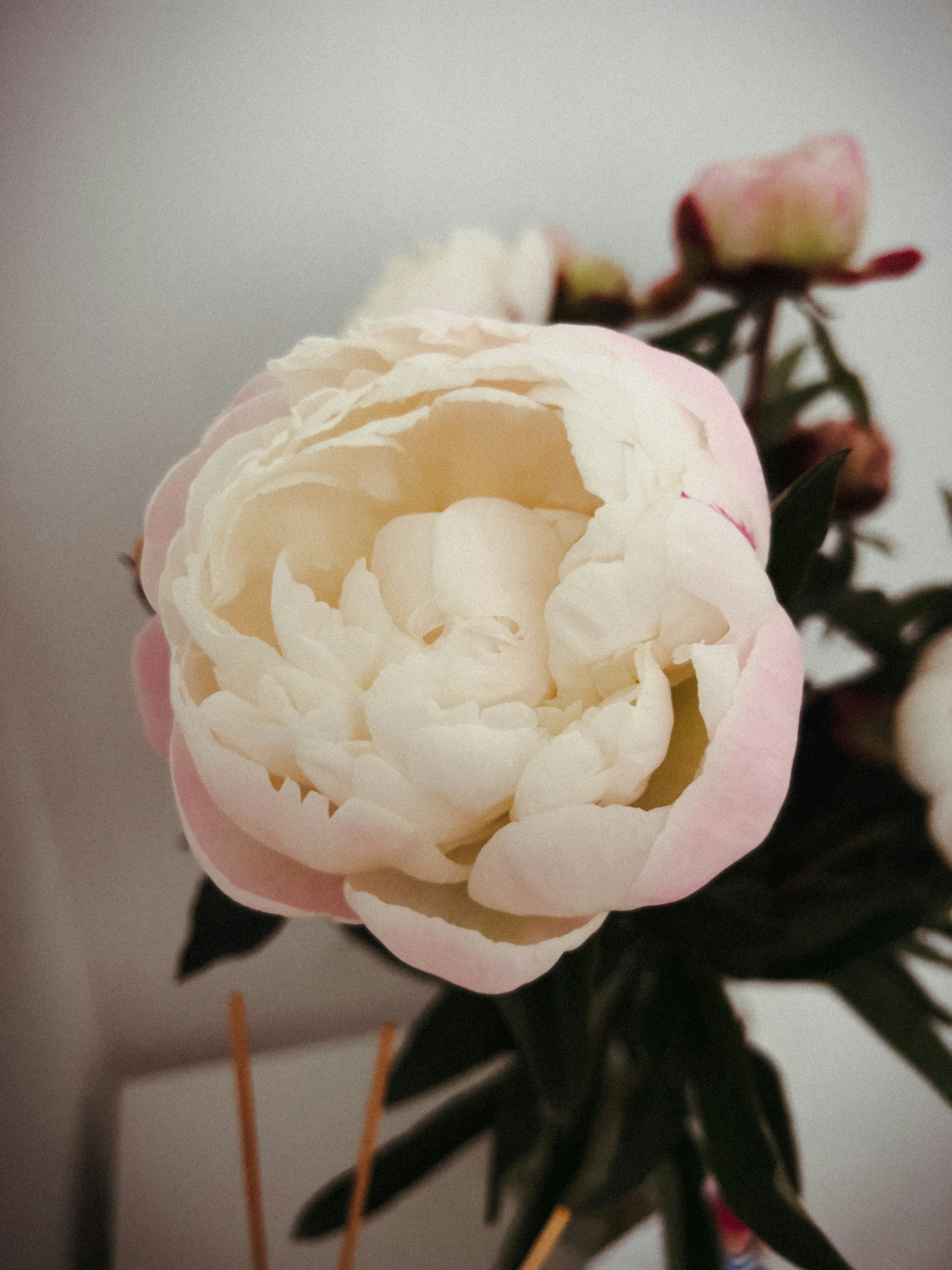 A close-up of a delicate pink and white peony flower.