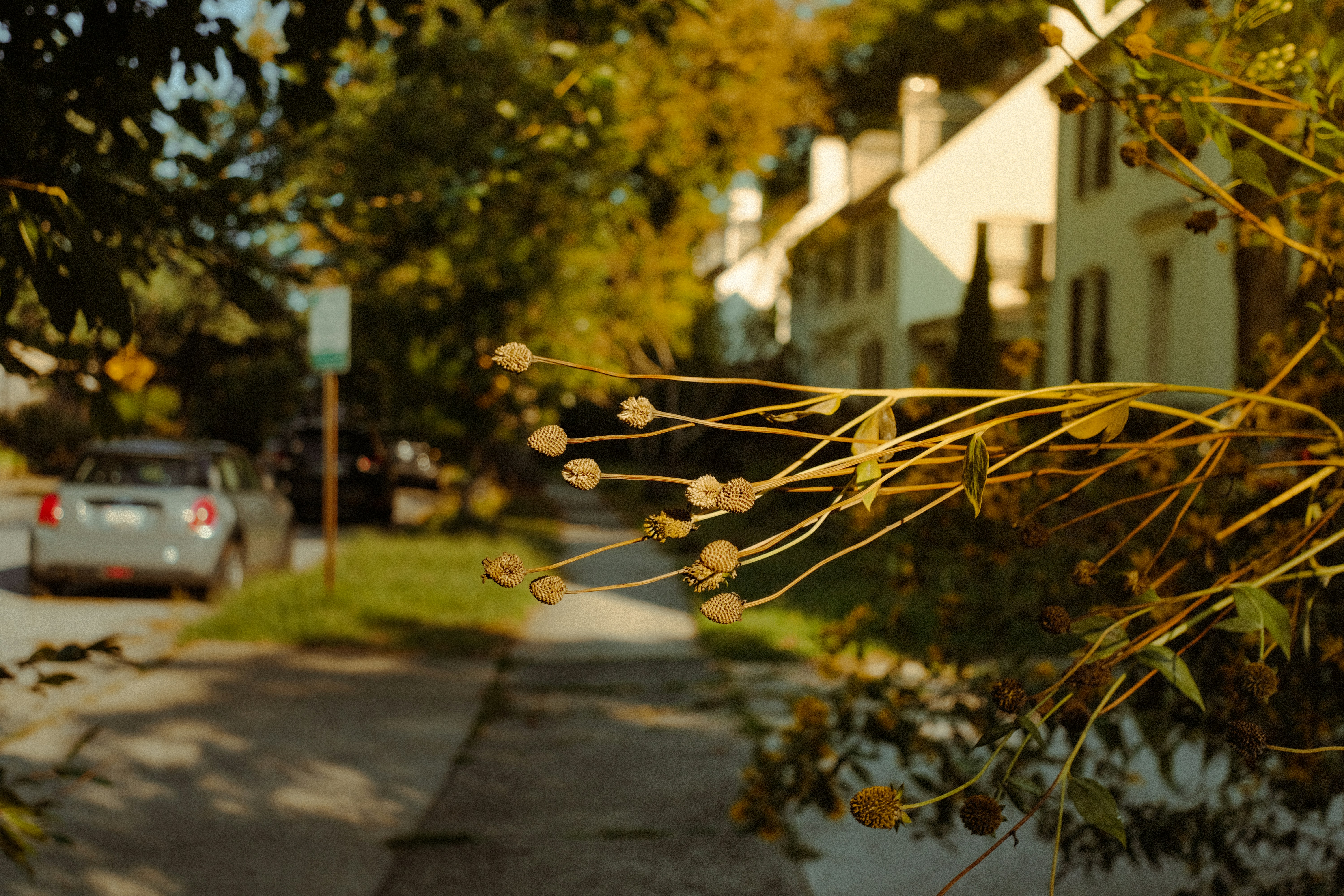 Trockene Samenkapseln im Vordergrund mit Häusern und Auto.