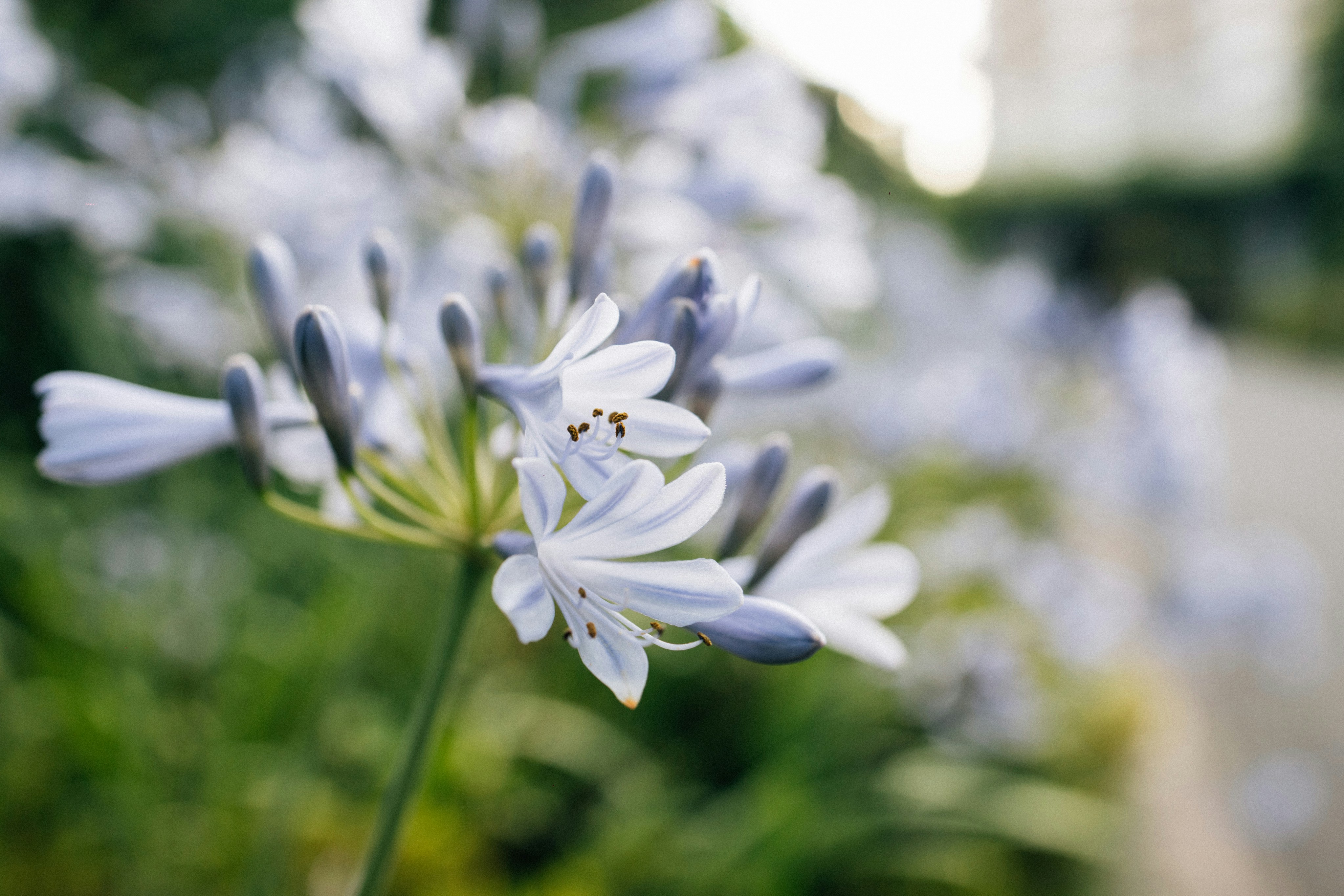 Photo by tsuyoshikozu