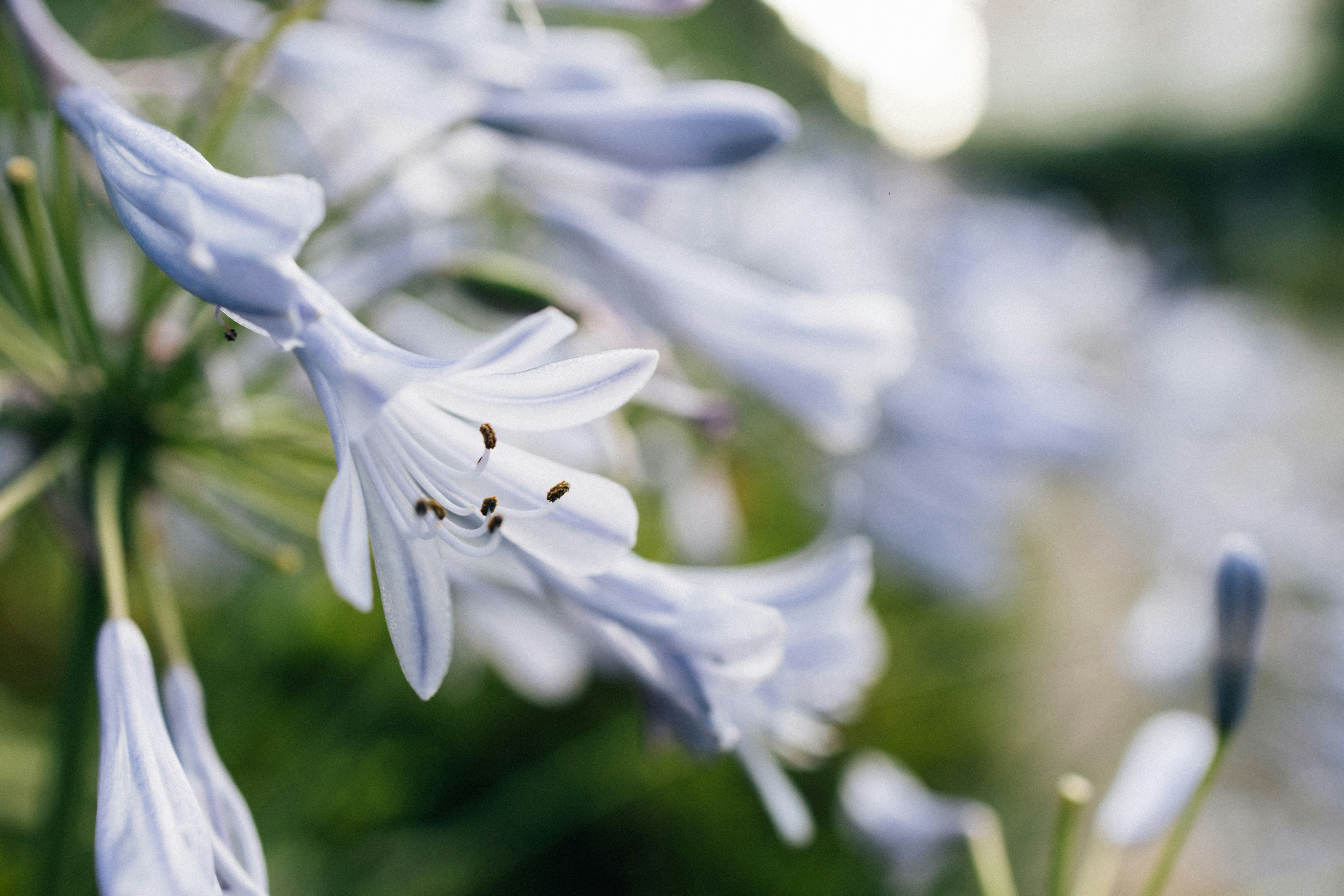 Photo by tsuyoshikozu