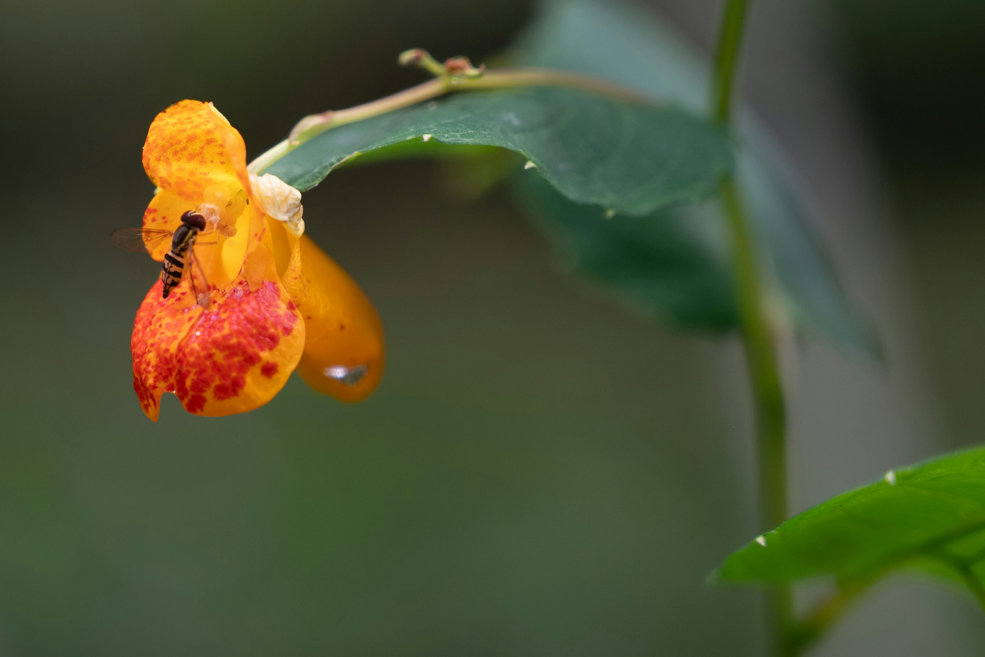 Photo by agilesyndrome