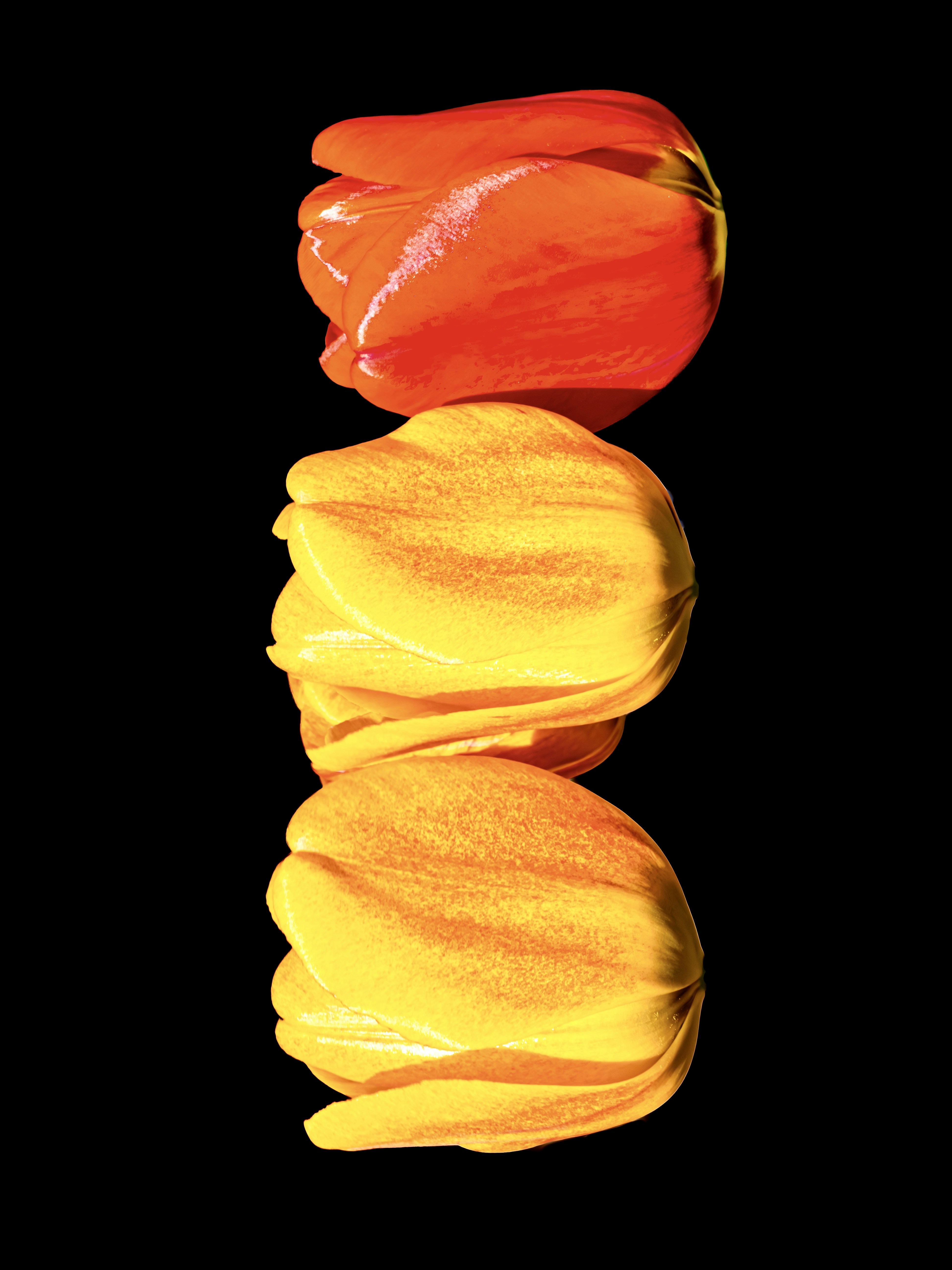 Vibrant Tulip Medley