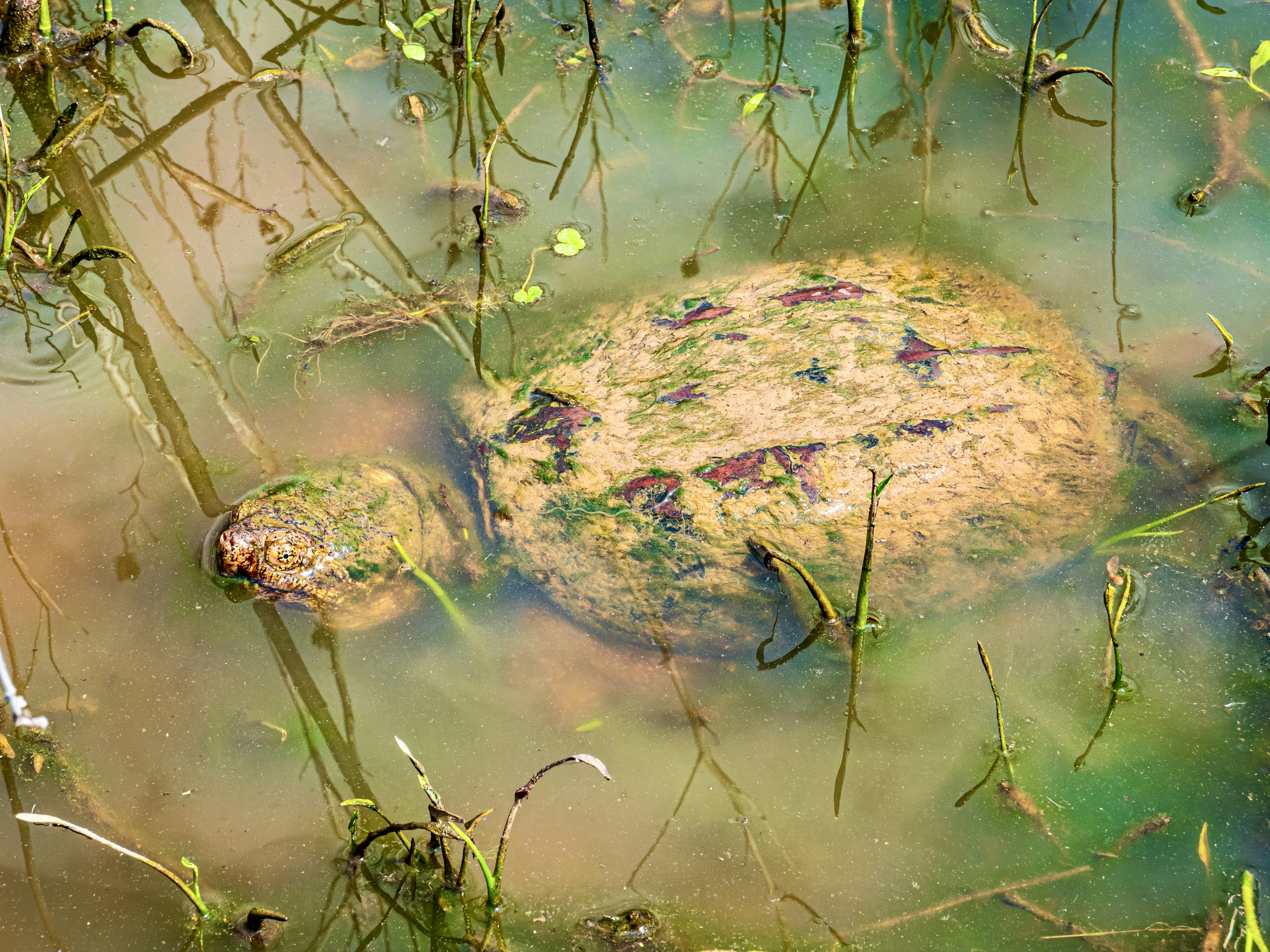 A large turtle submerged in murky water with plants.