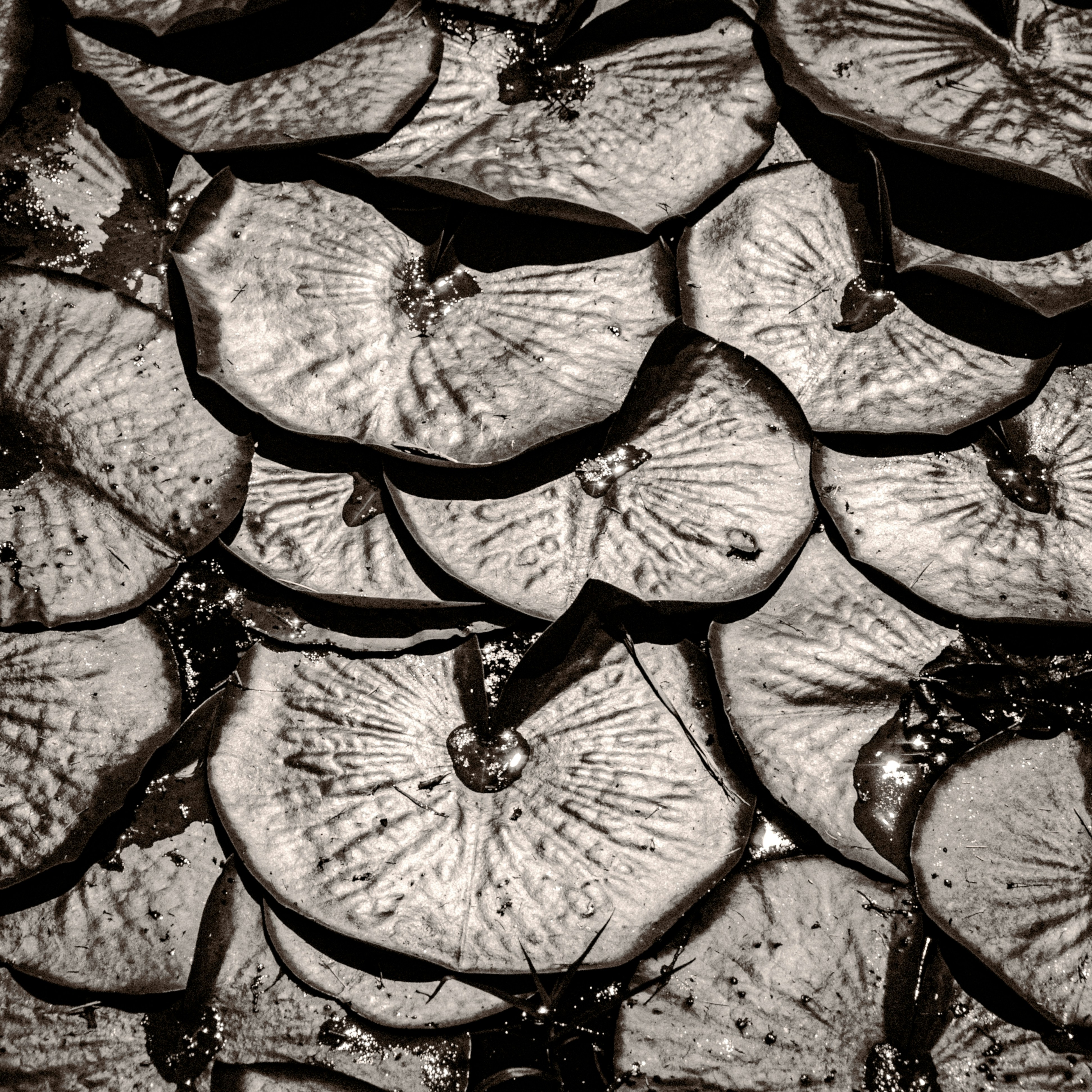 Photo by sschusterphotoart