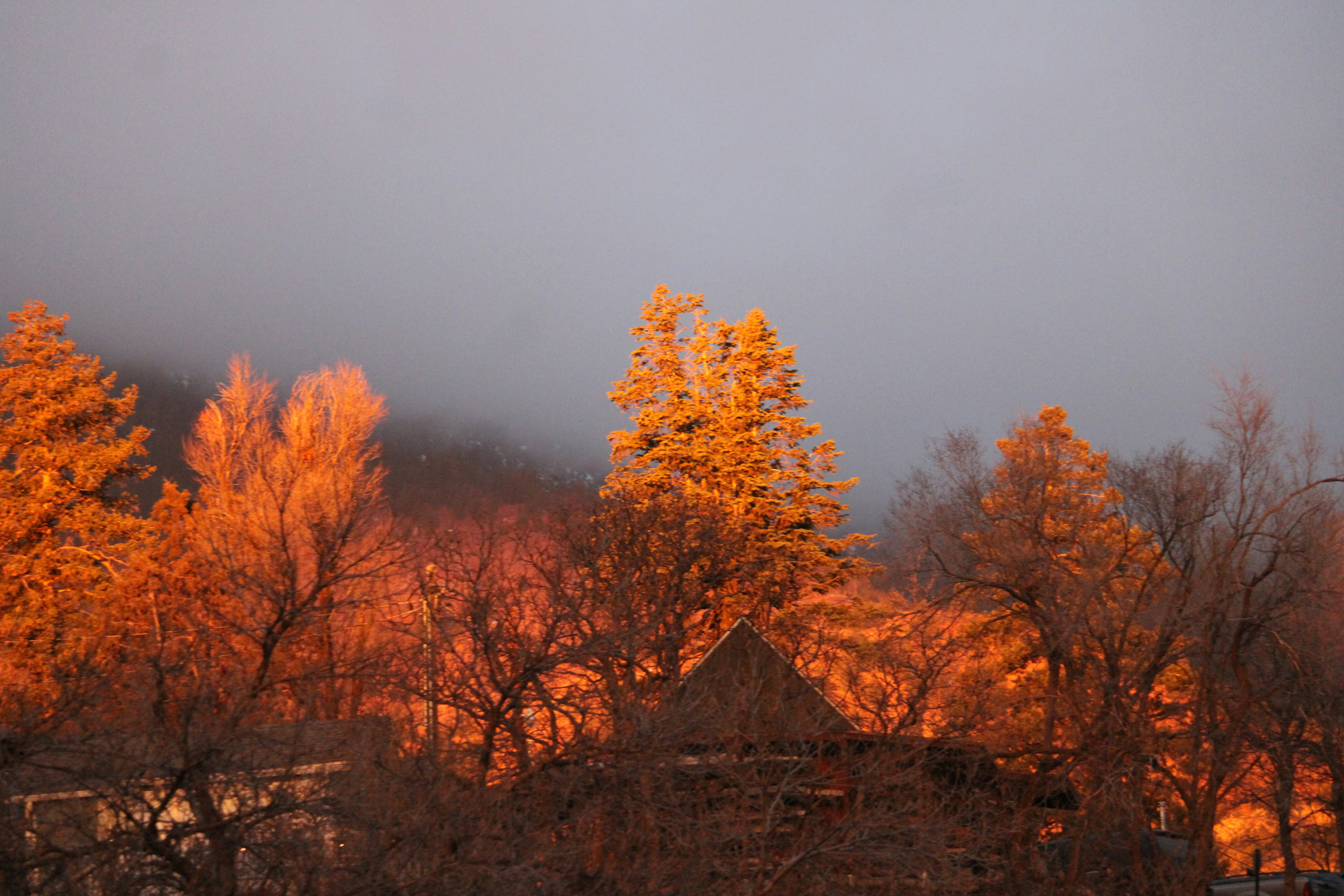 Trees illuminated by warm sunset light behind a roof.
