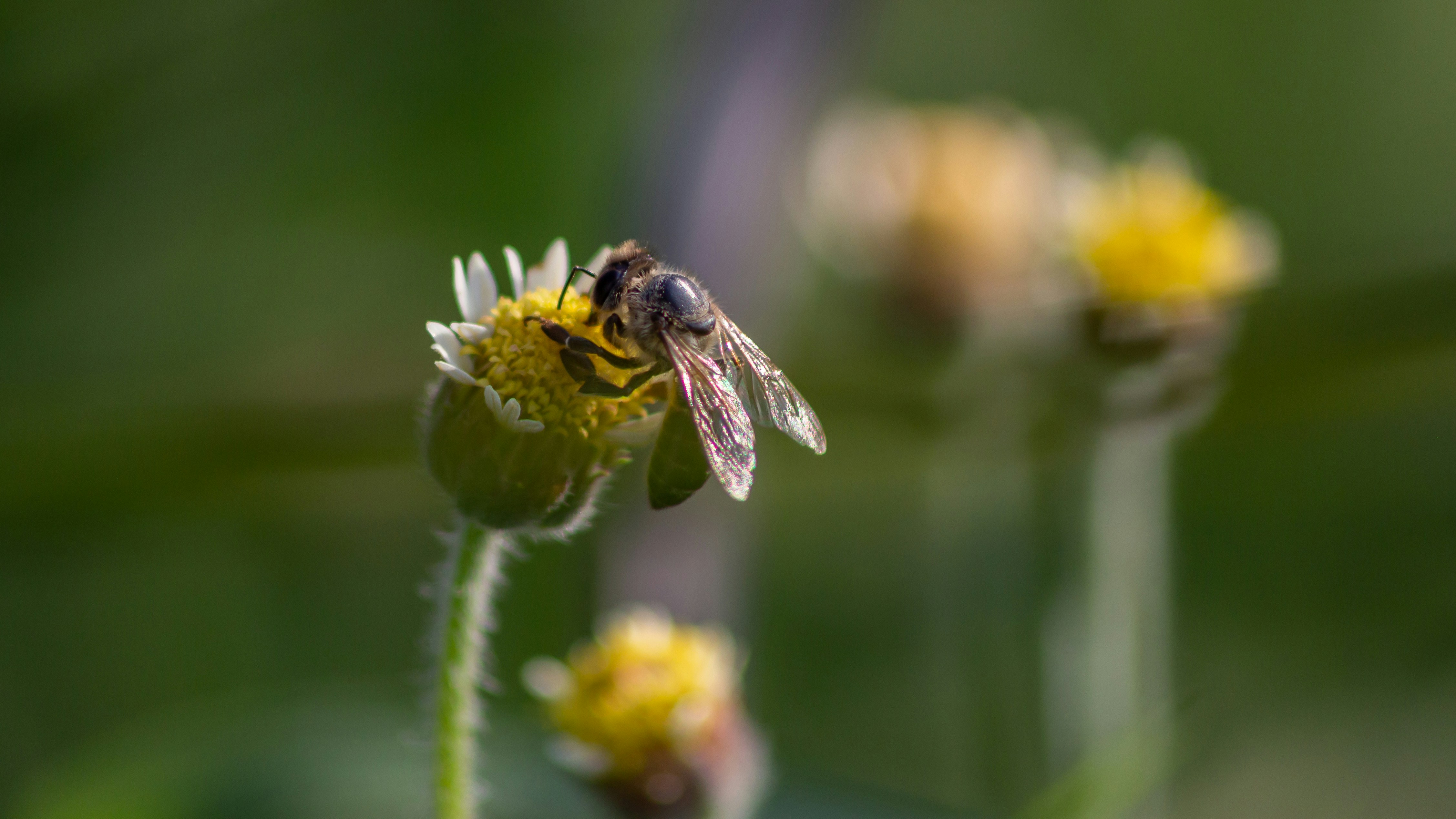 A bee collects nectar from a small yellow flower.