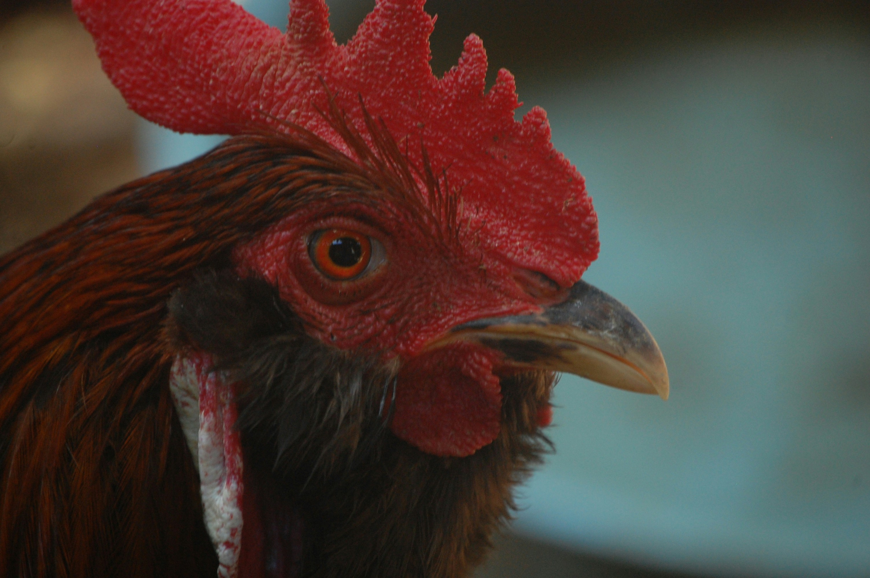 Close-up of a rooster's head with red comb.