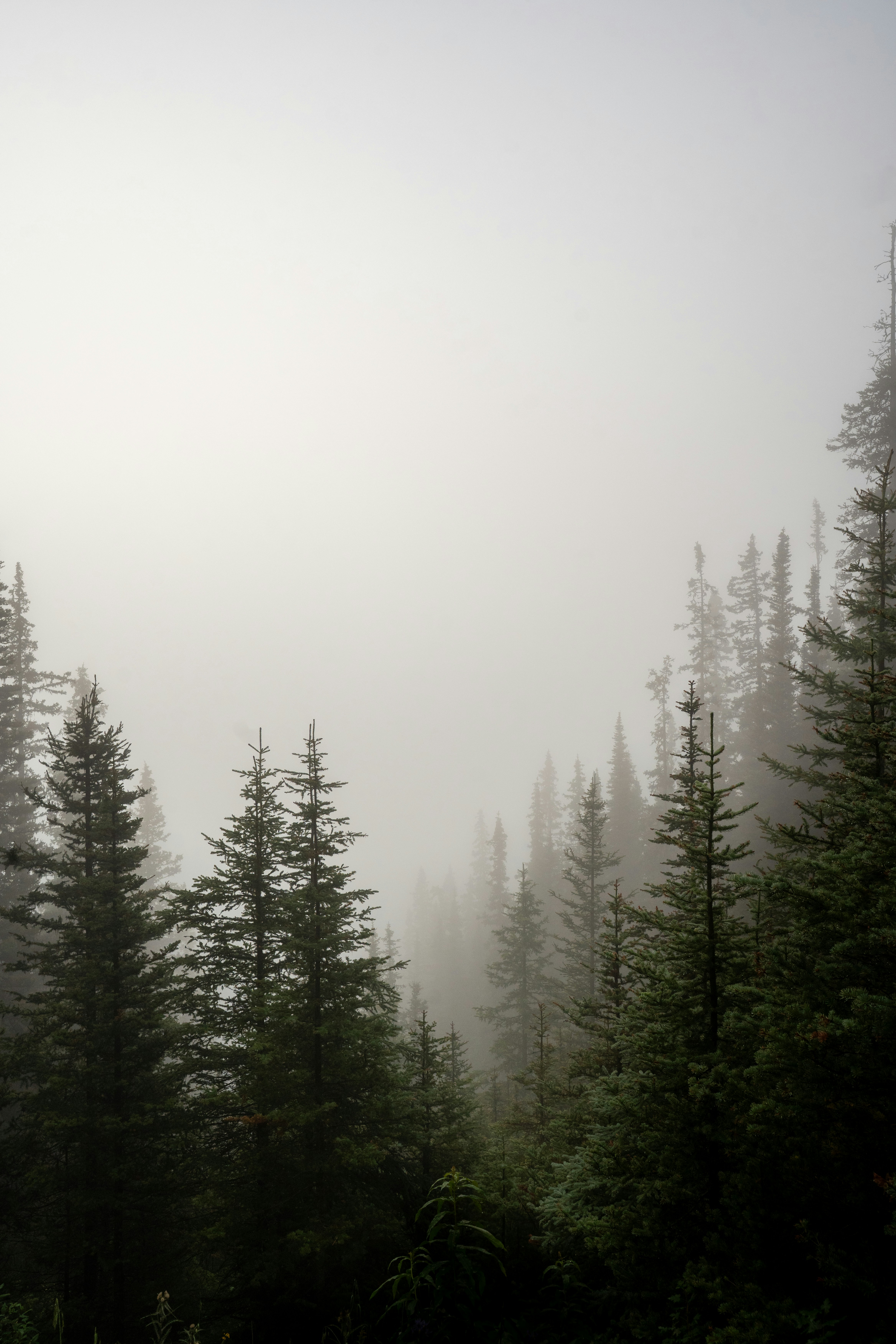 Tall evergreen trees shrouded in dense fog.