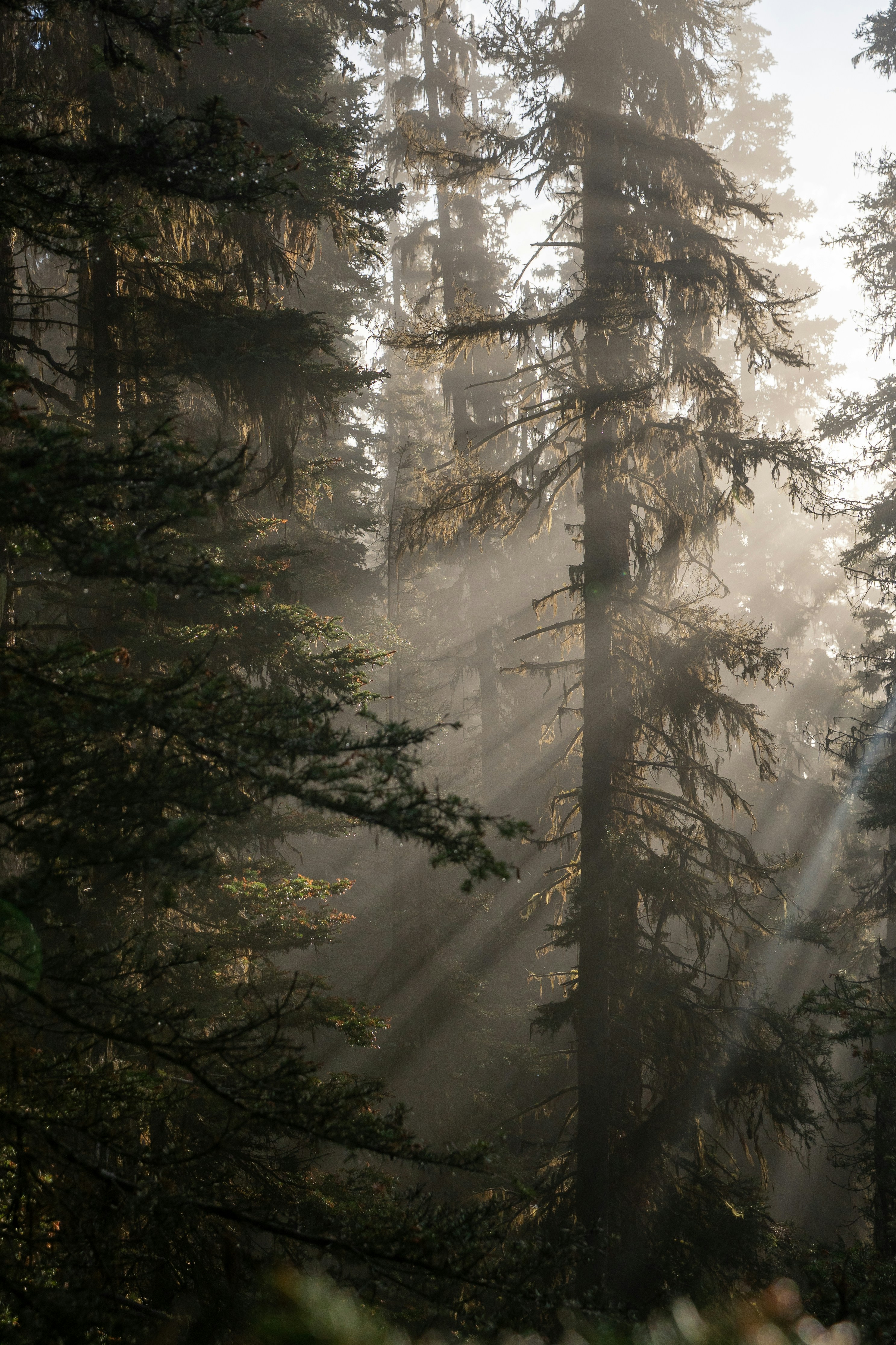 Sunbeams filter through a misty evergreen forest.