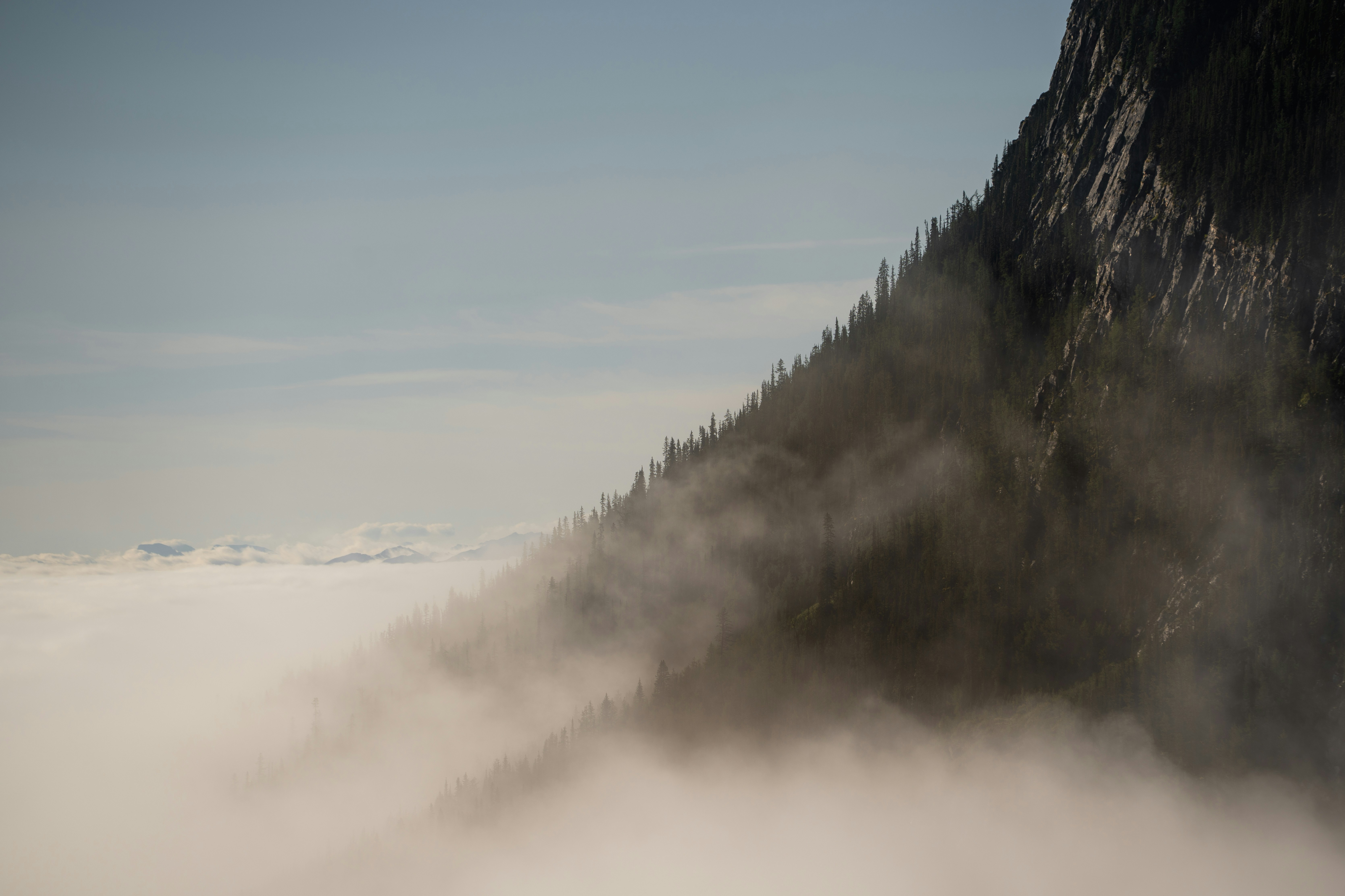 Pente brumeuse de la montagne avec des arbres à feuilles persistantes au-dessus des nuages