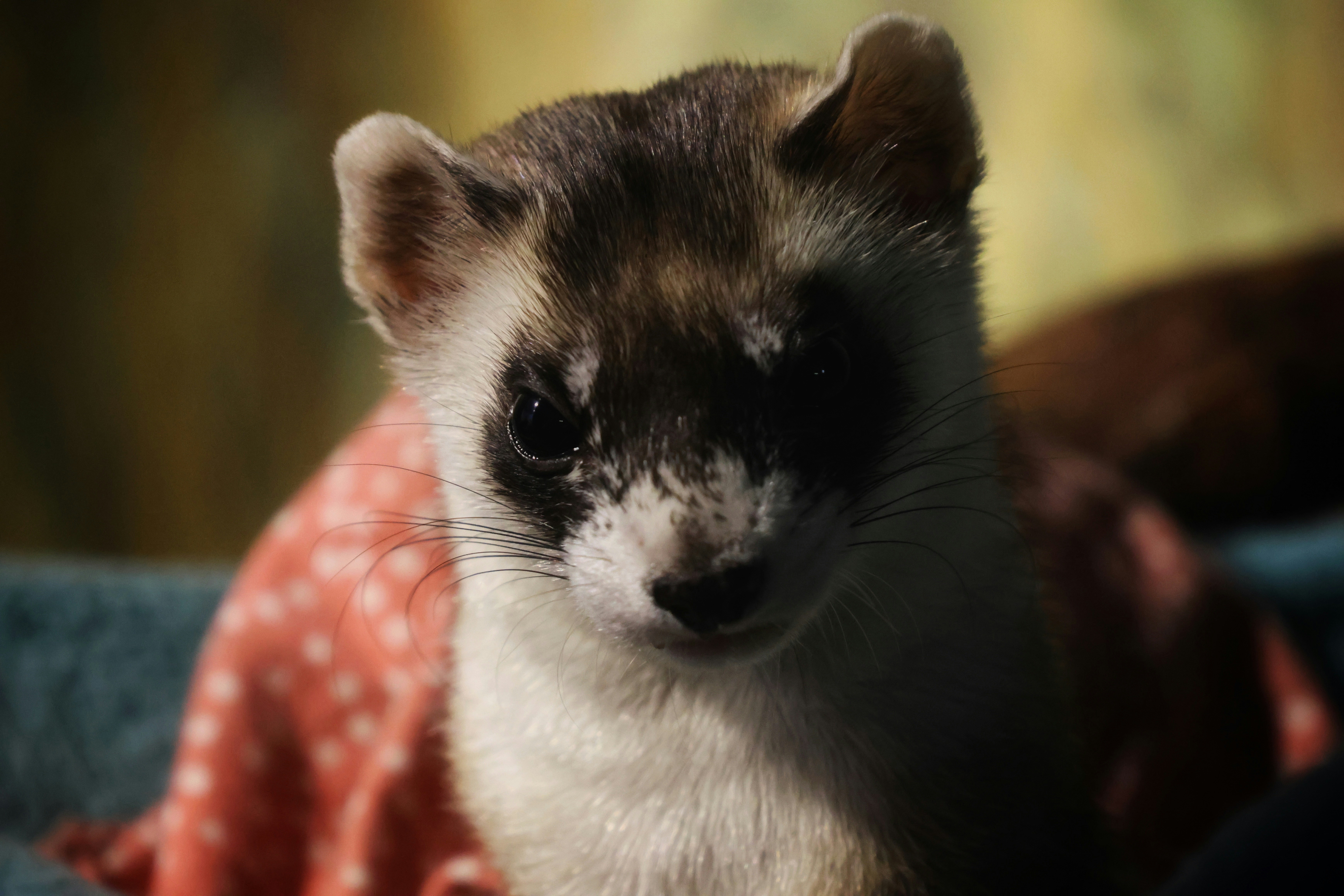 A close-up of a ferret's face with dark markings.