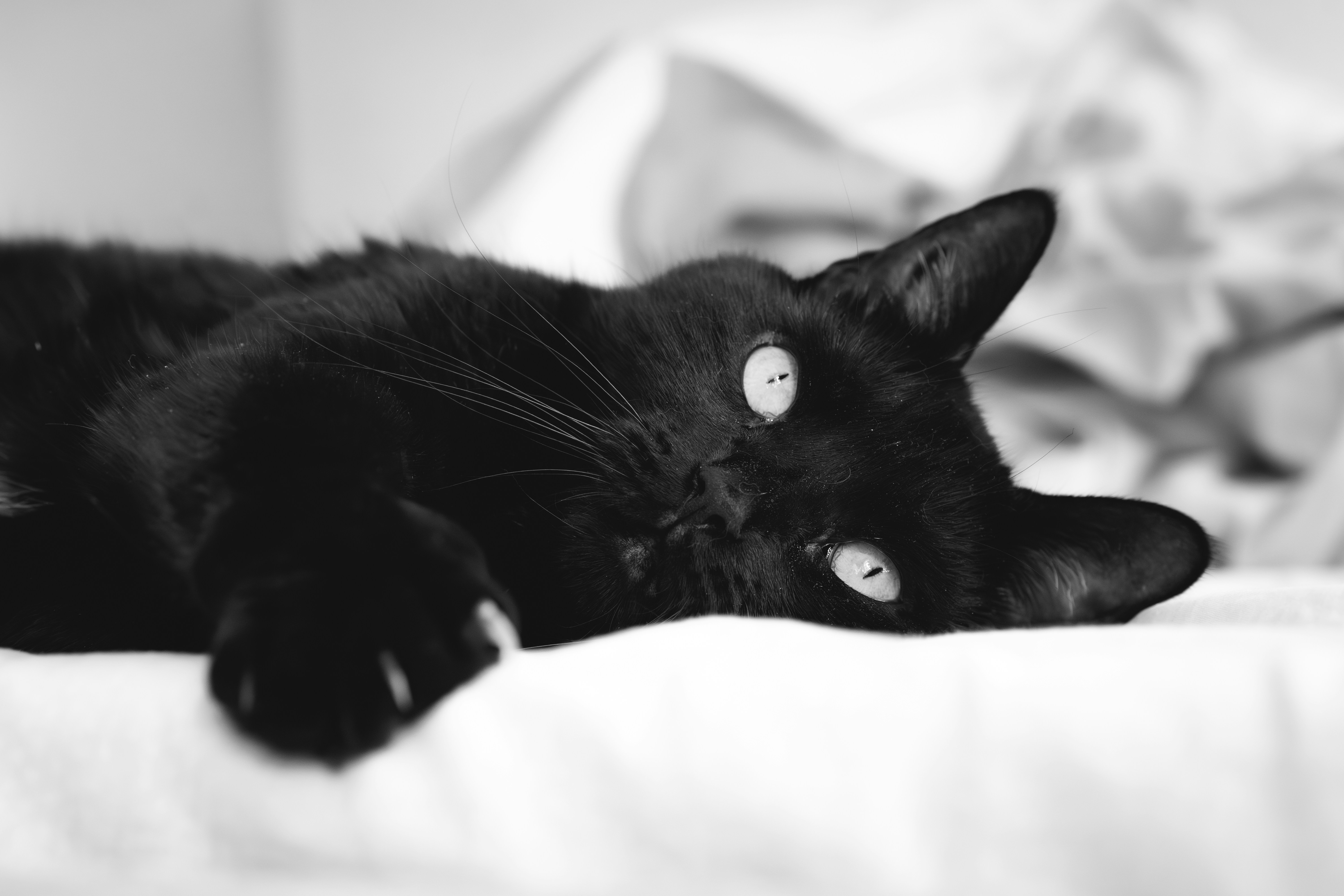 A black cat with bright eyes rests on a bed.