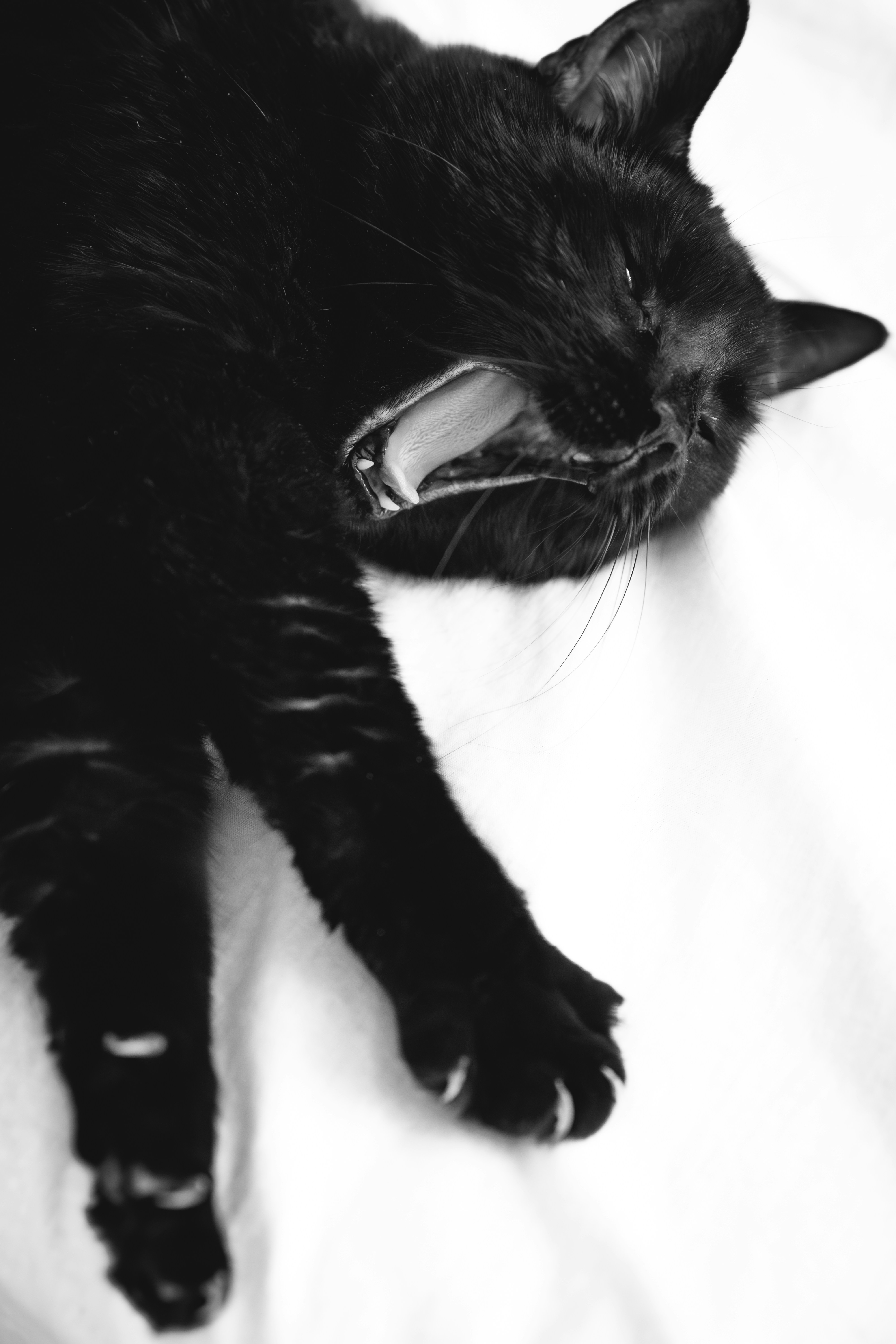 A black cat yawns widely on a white surface.