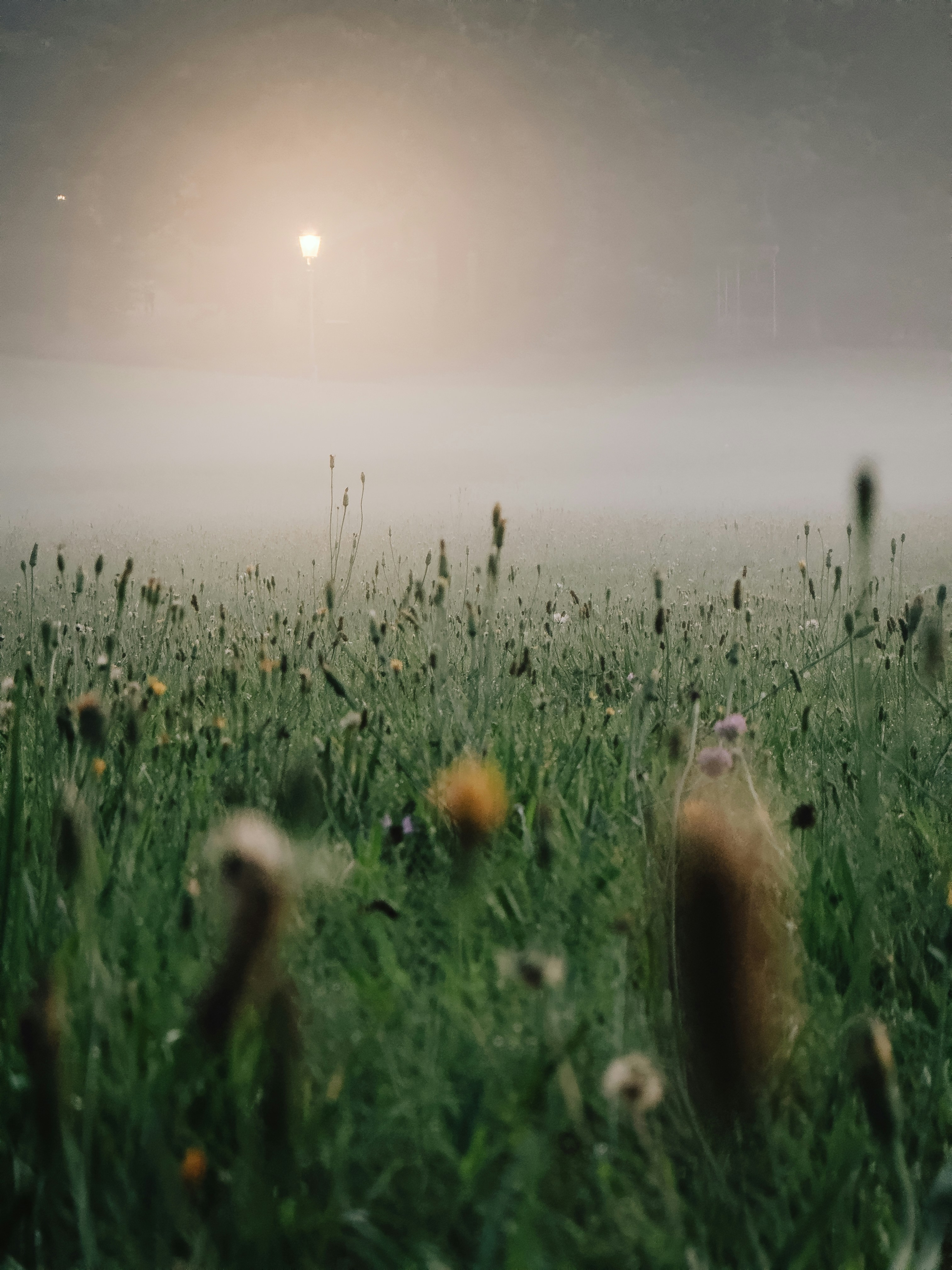Prado enevoado com flores silvestres ao nascer do sol