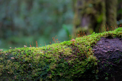 Moss-covered fallen log with tiny mushroom sprouting, nature's decomposition cycle turning death into new life