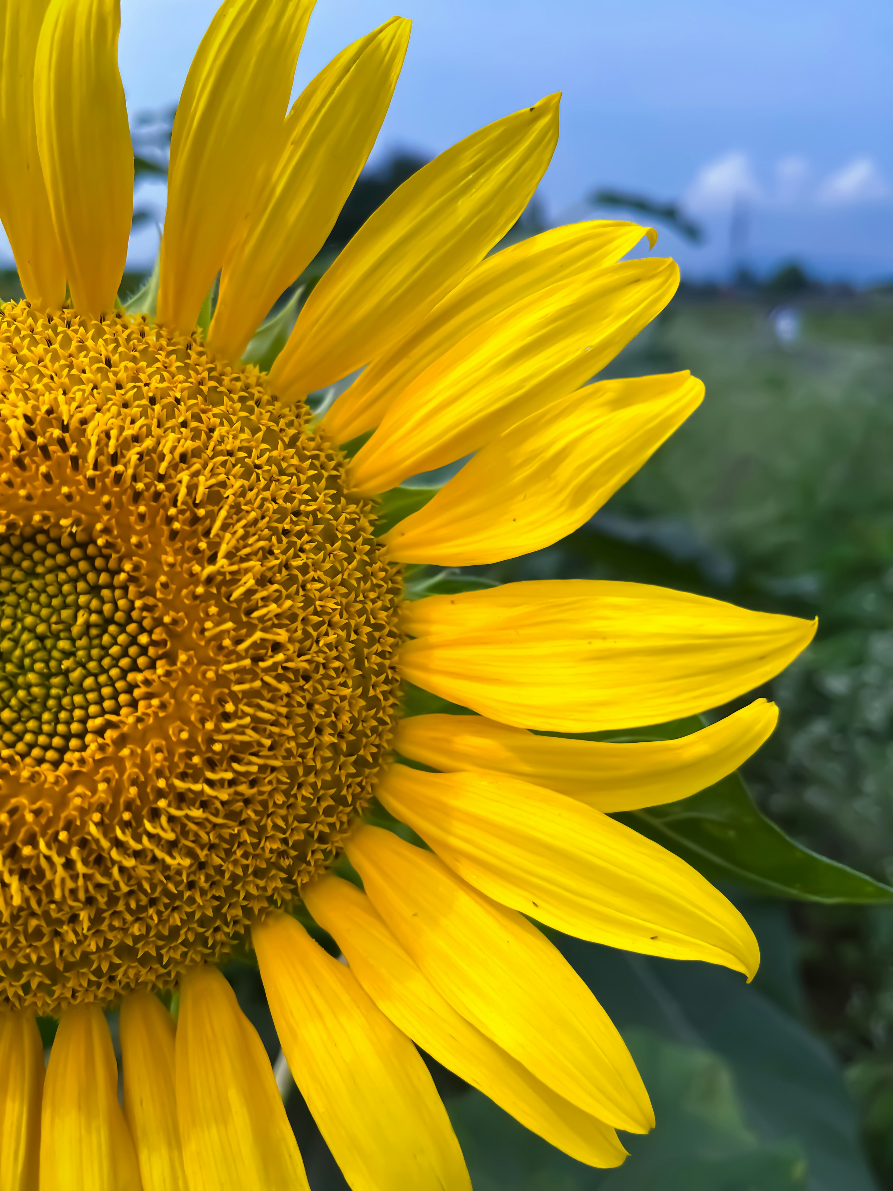 Photo by pocketlensdiaries