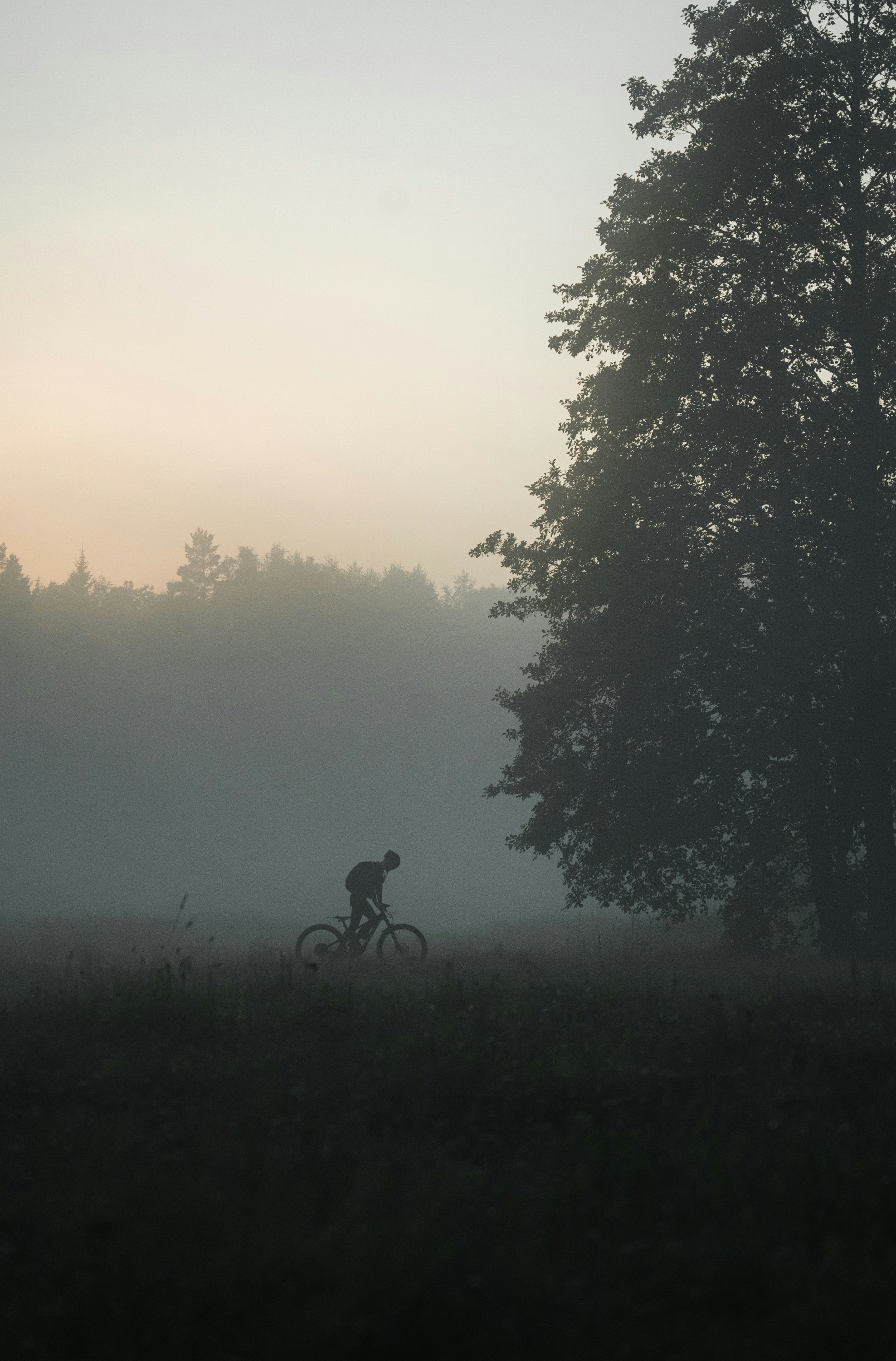 Cyclist riding through a misty forest at dawn