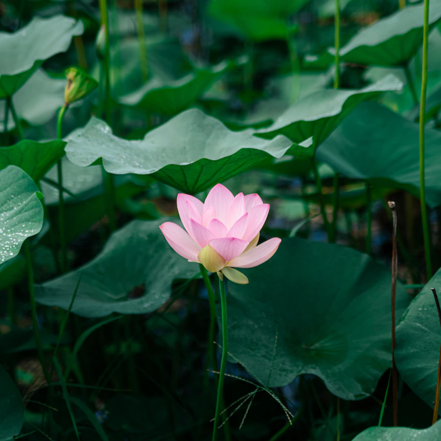 Fresh pink lotus flower