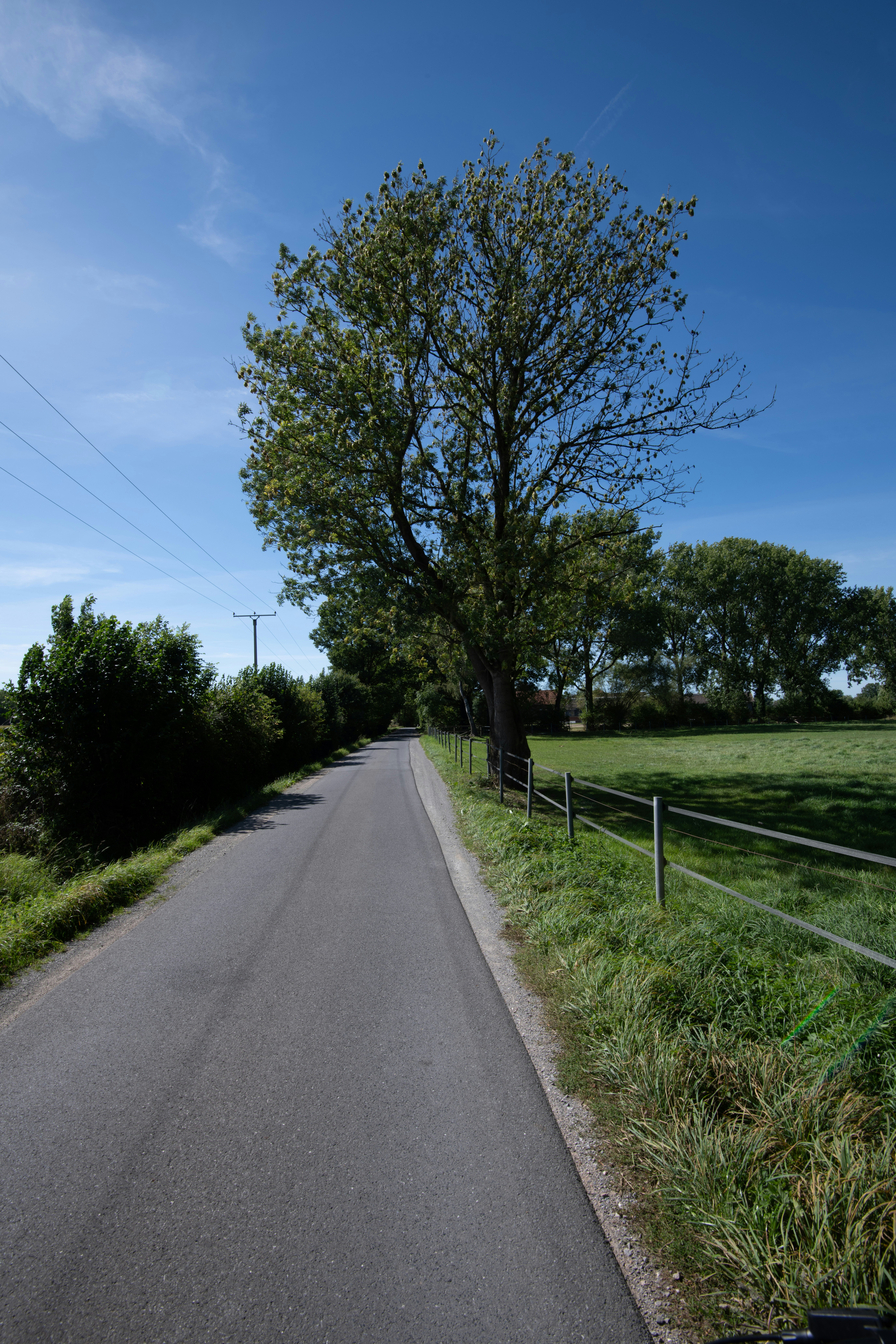 A tree-lined road through green fields under blue sky.
