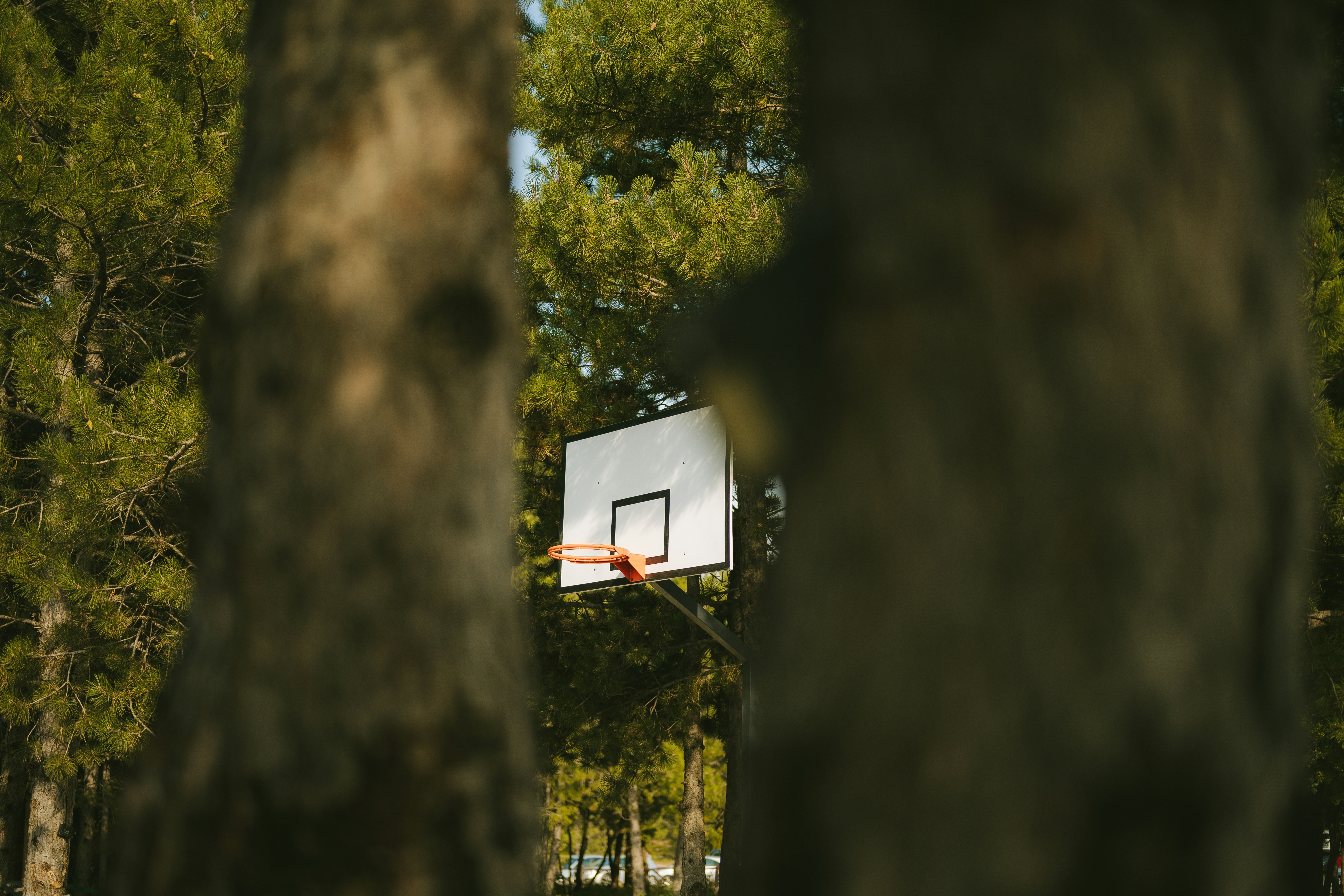 Basketball hoop visible through trees in a forest.
