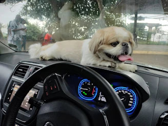A small dog sits on a car dashboard.