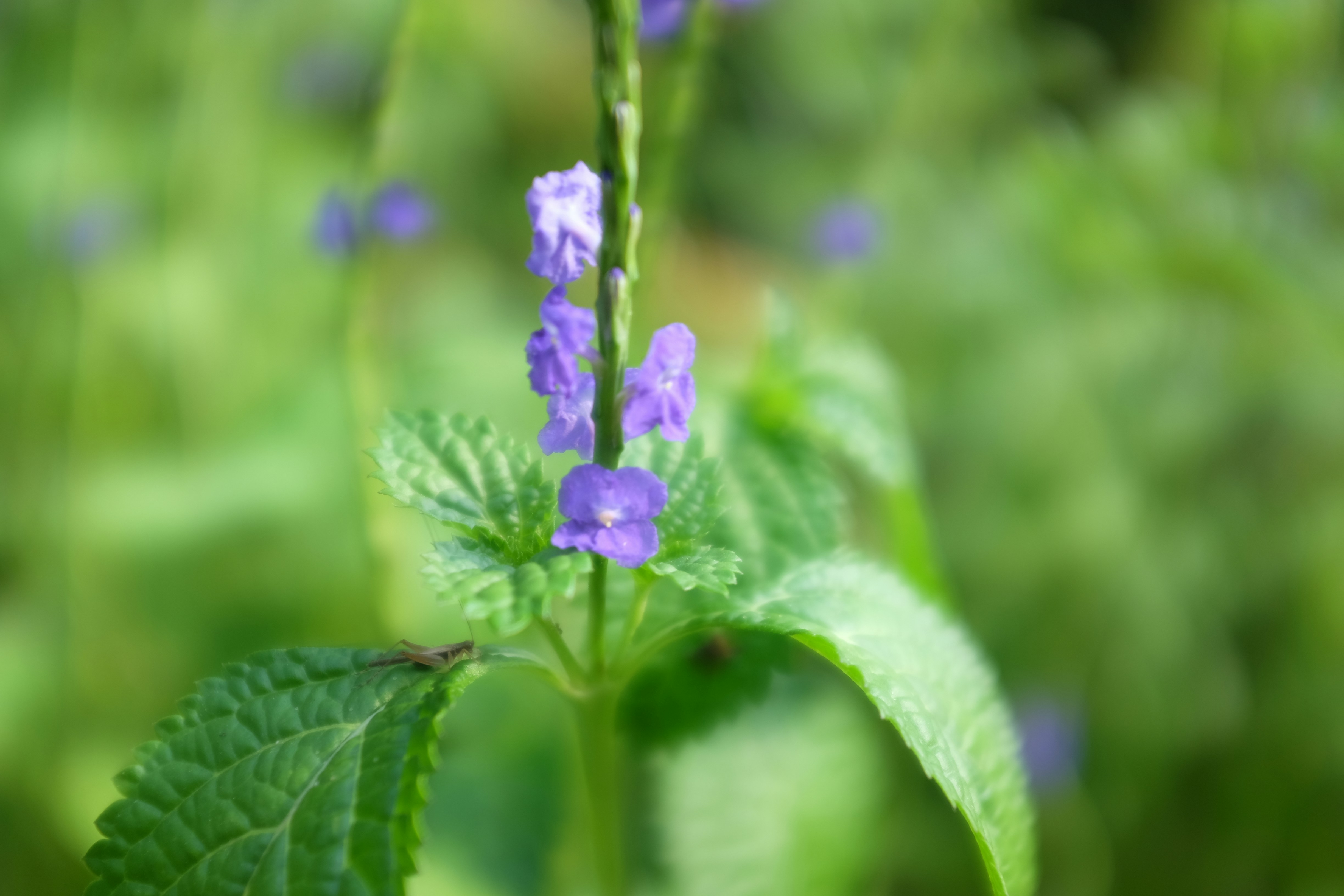 Close-up of a purple flower with green leaves