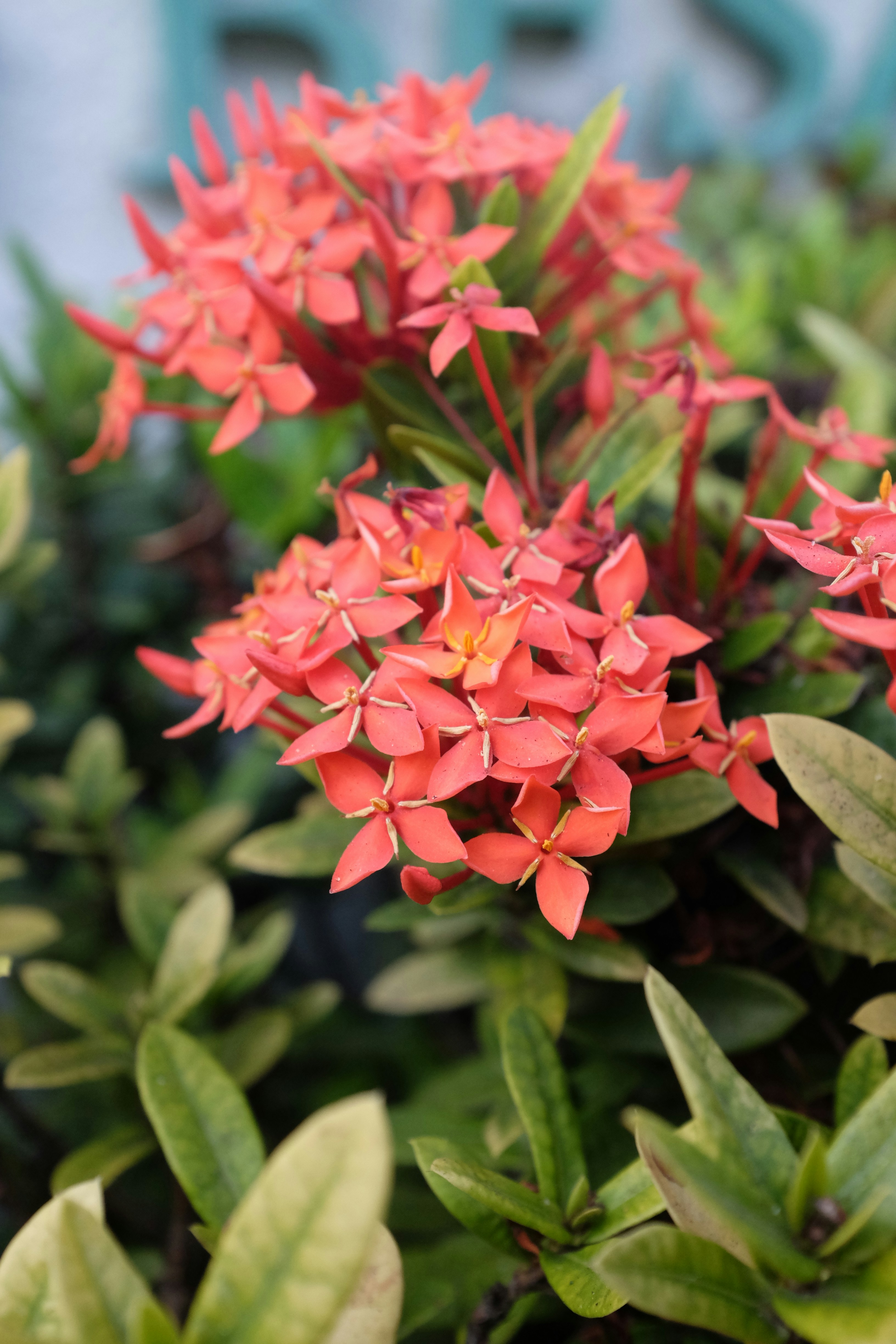 Clusters of small red flowers with green leaves.