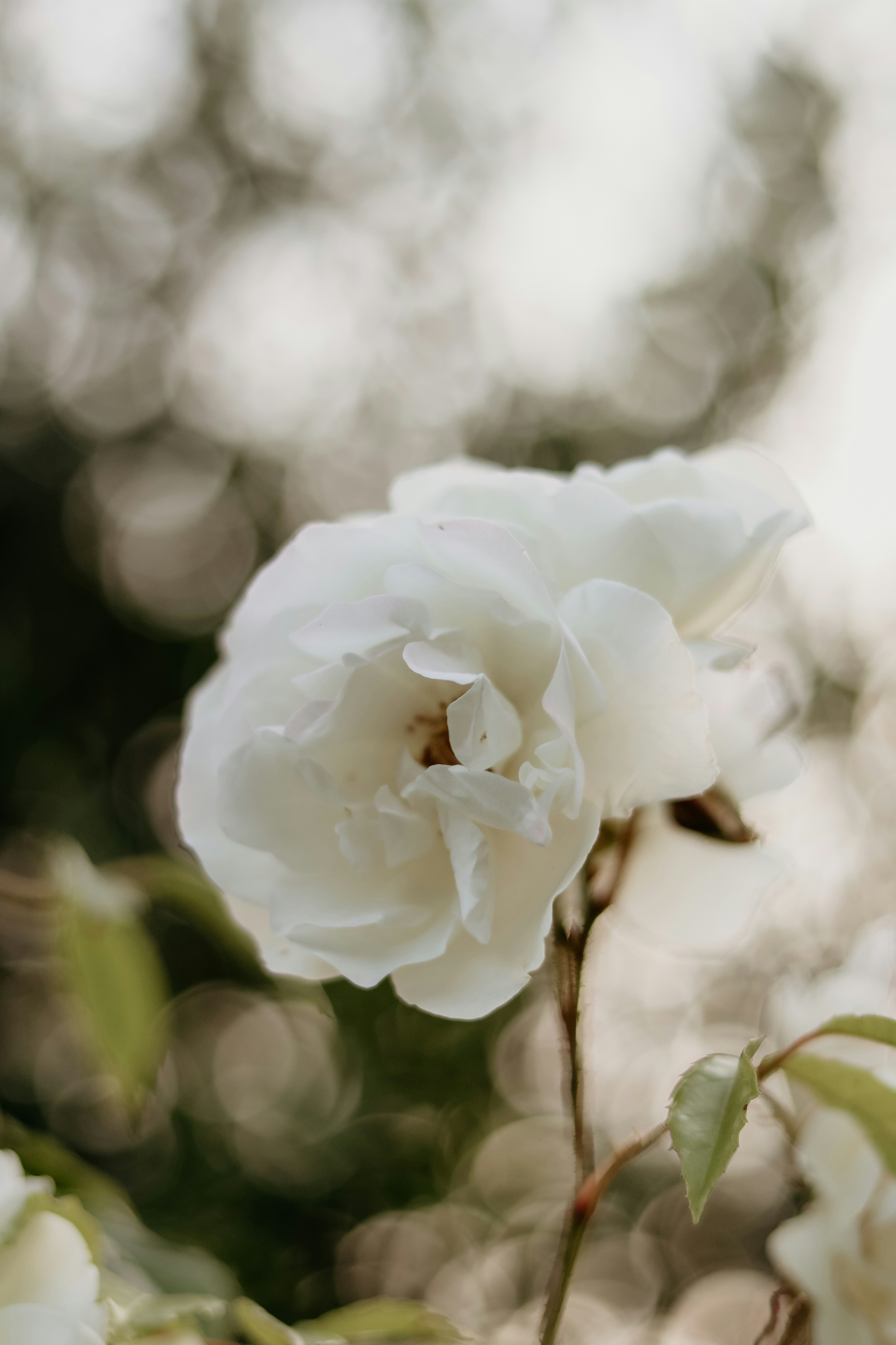 Photo by honeypoppet