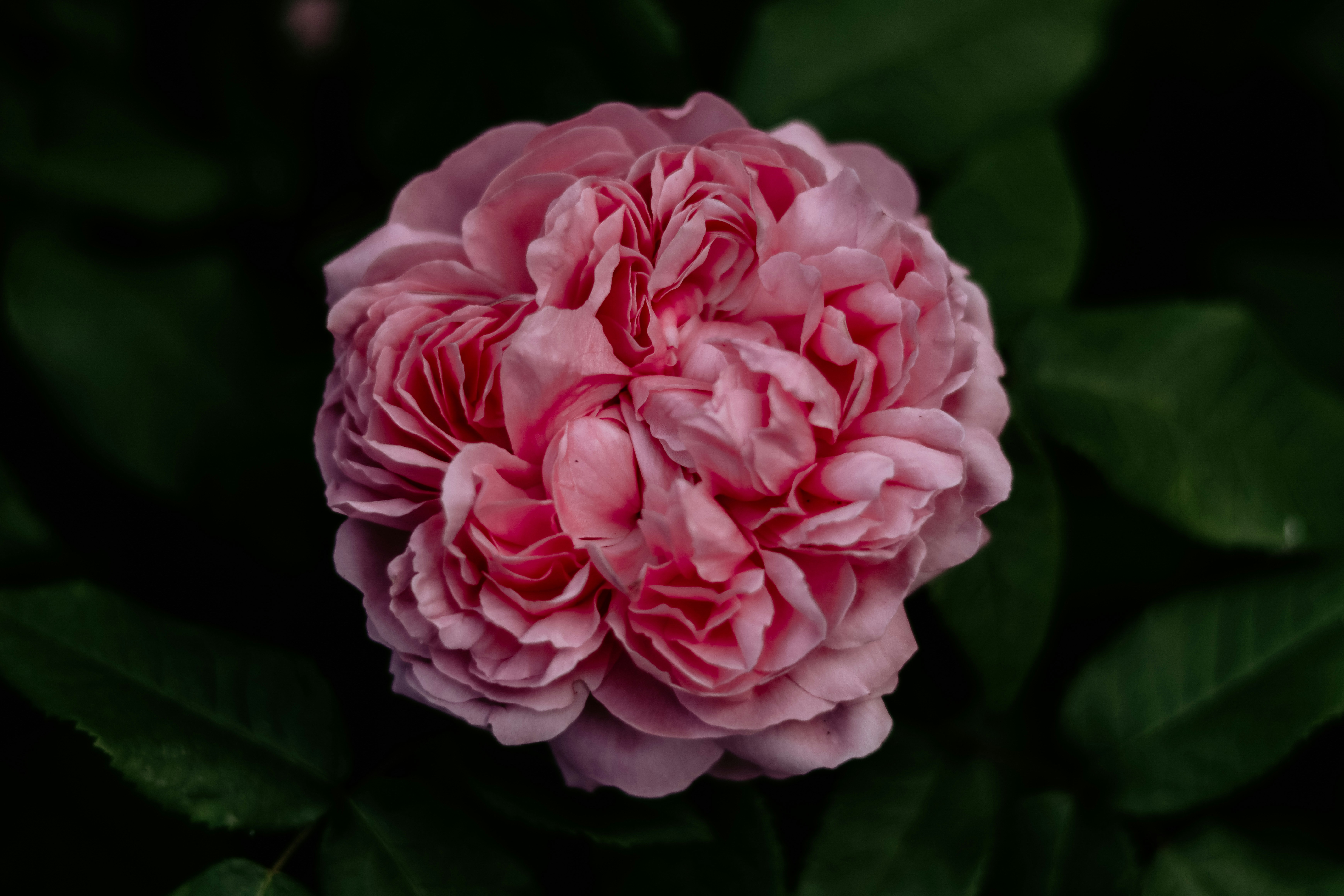 Photo by honeypoppet