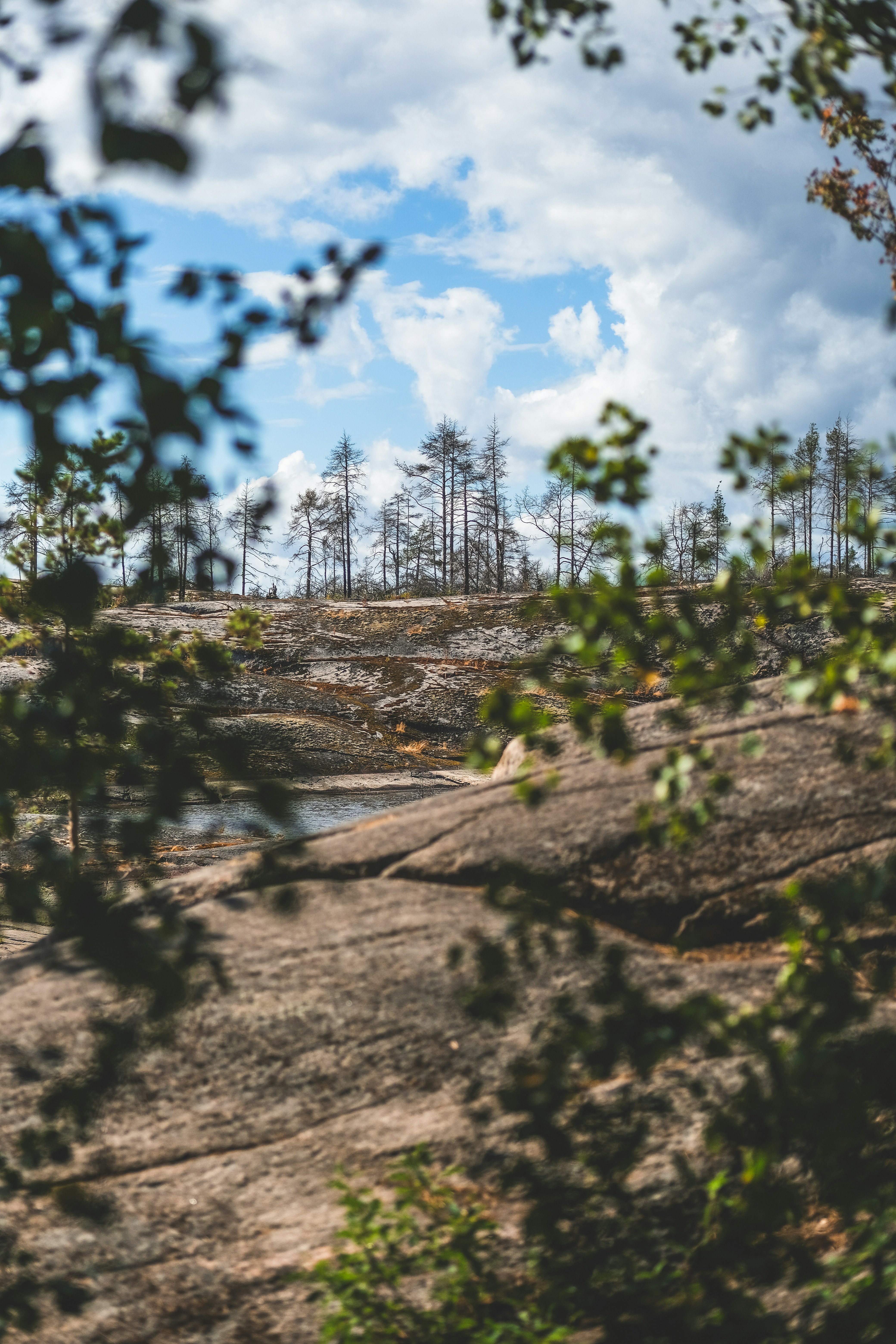 Rocky landscape with sparse trees under cloudy sky