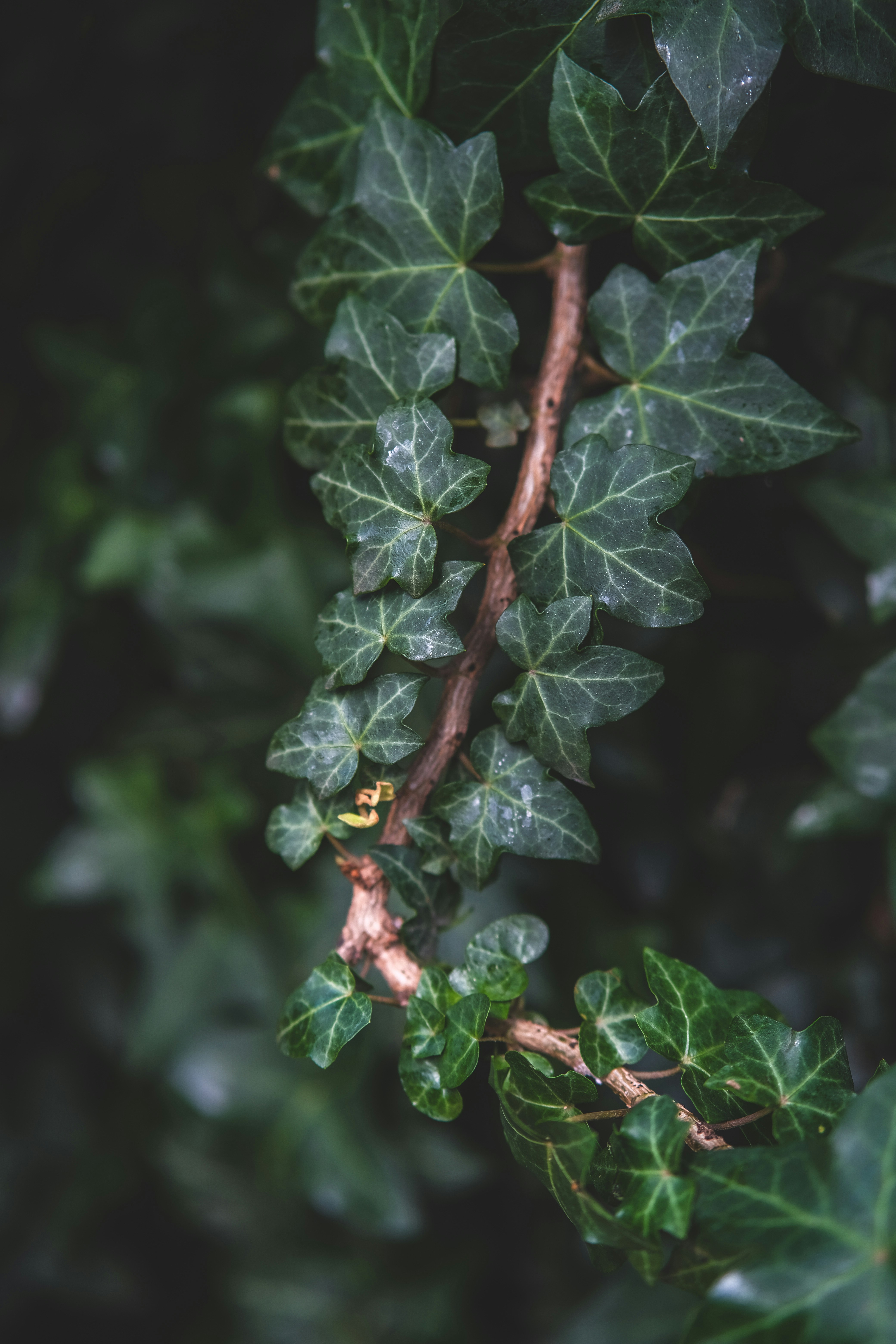 Close-up of green ivy leaves on a branch.