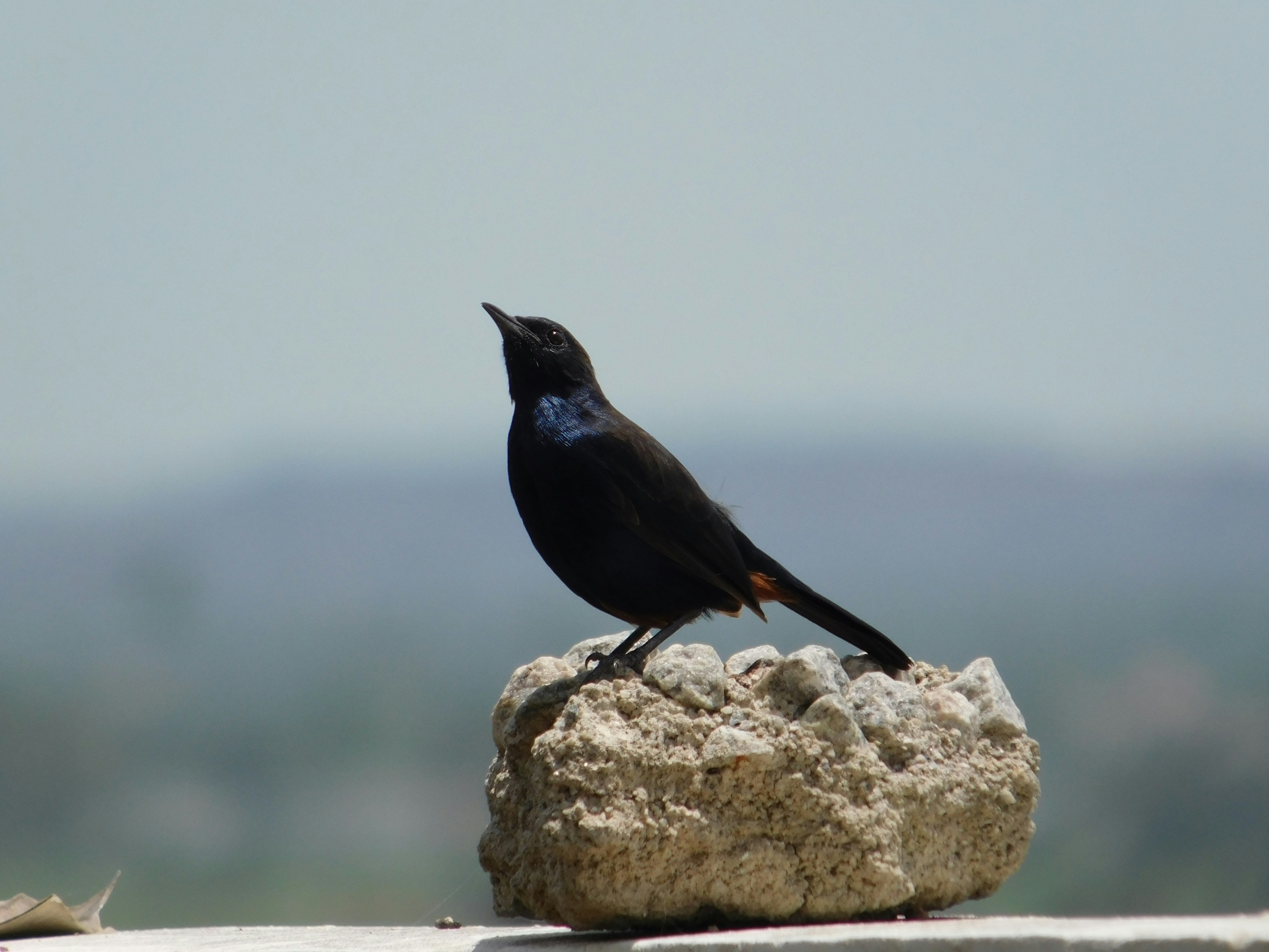 A black bird perched on a rock.