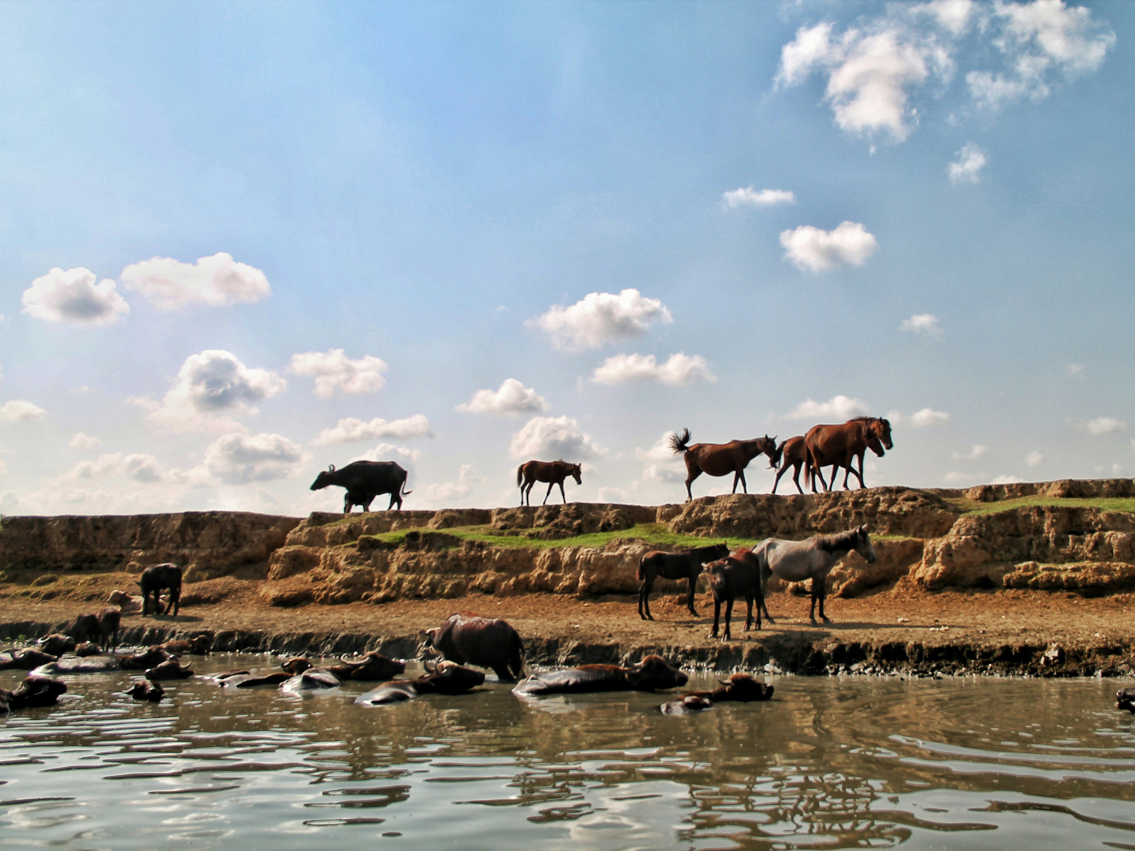 Horses and buffaloes near a river under a cloudy sky
