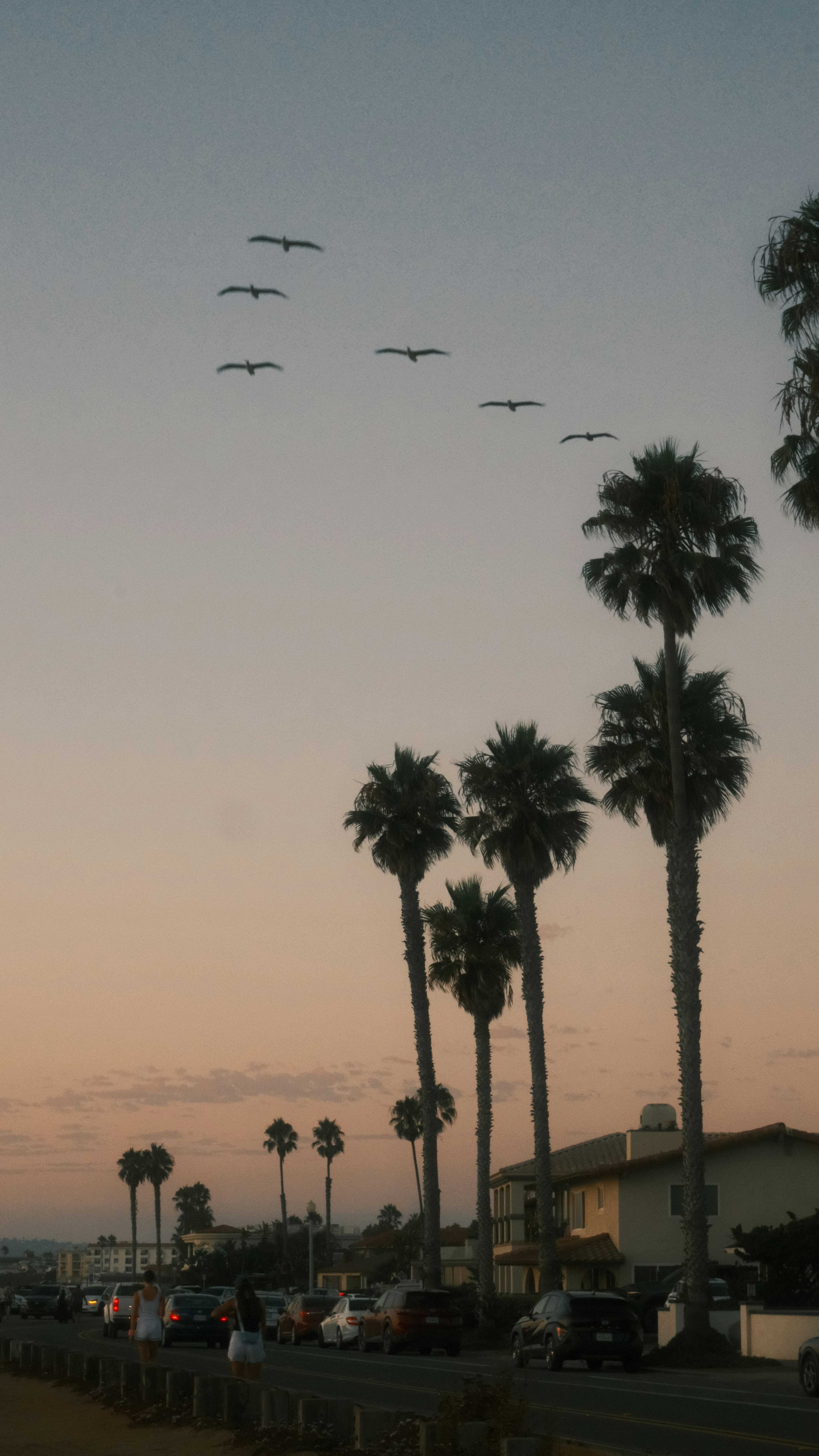 Flock of birds flying over palm trees at sunset